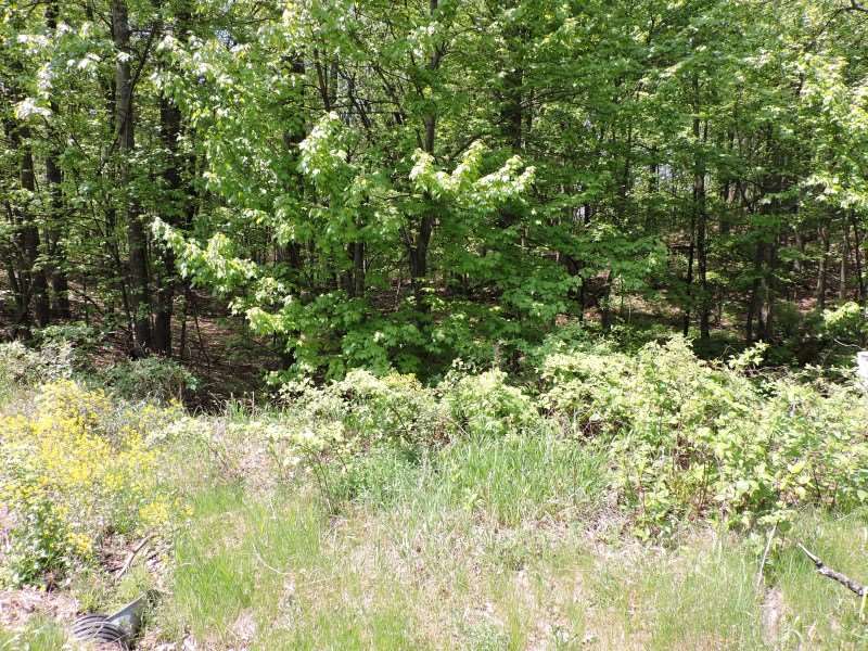 4781 TURKEY TRAIL, Amherst, Wisconsin 54406, ,Land,For Sale,4781 TURKEY TRAIL,1503119