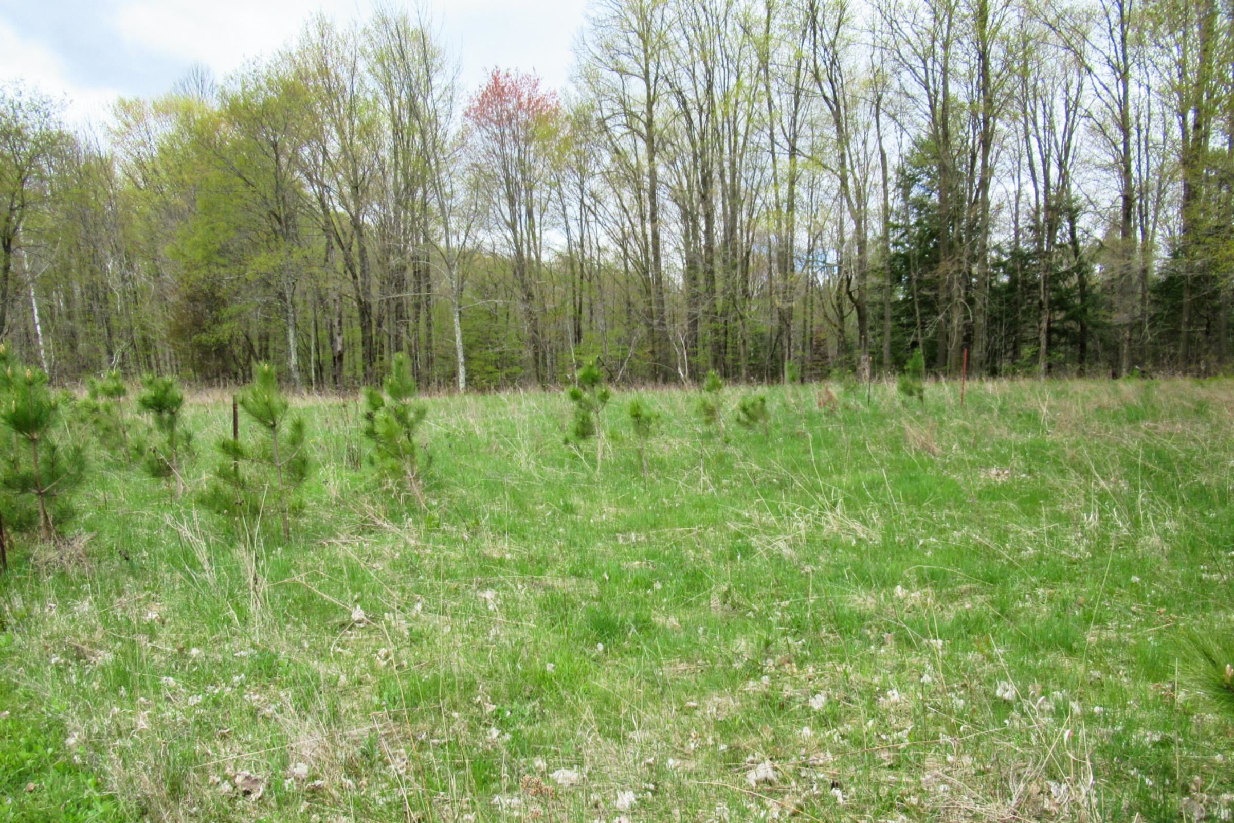 Lots and Land for sale in Withee, Wisconsin, 22102103