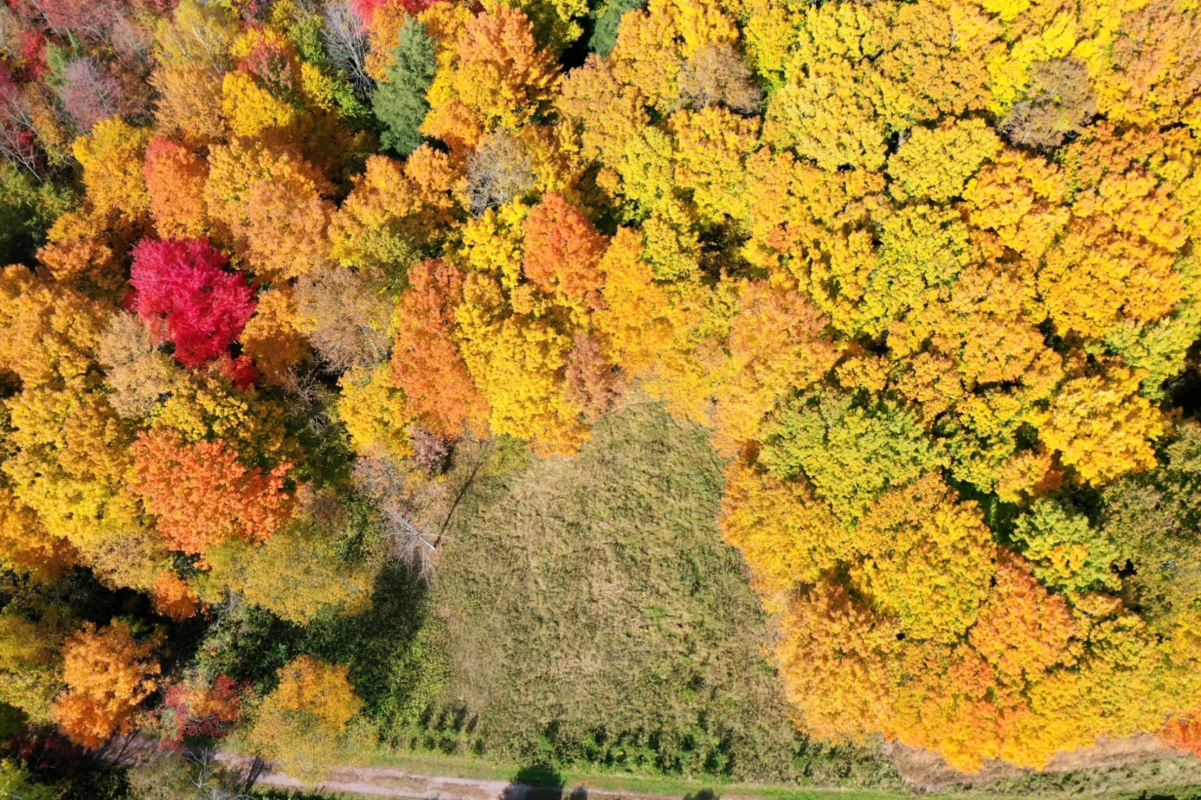 Lots and Land for sale in Withee, Wisconsin, 22102103