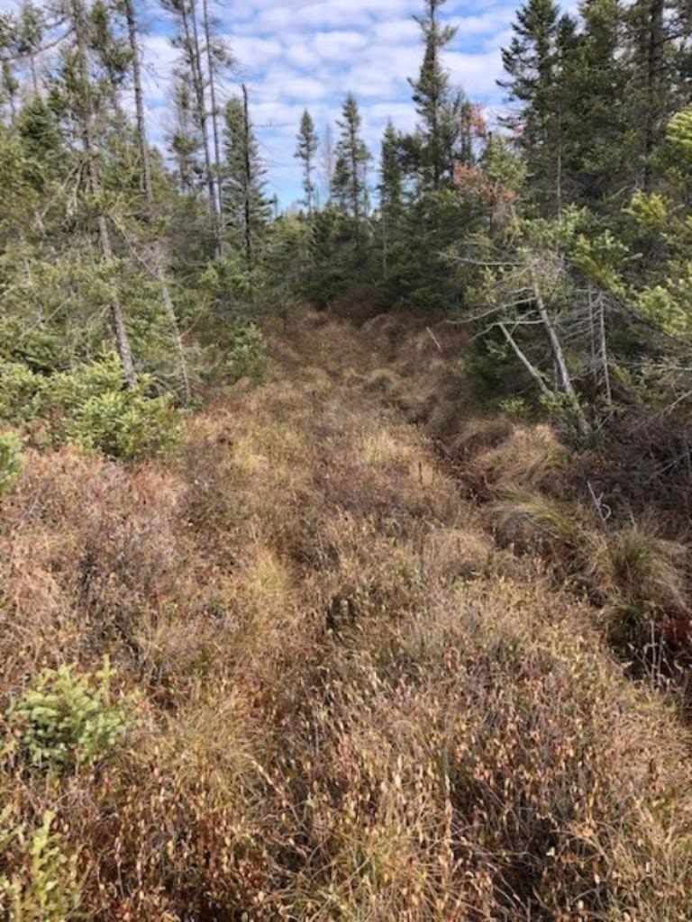 SWAMP ROAD, Tomahawk, Wisconsin 54487, ,Land,For Sale,SWAMP ROAD,22102290