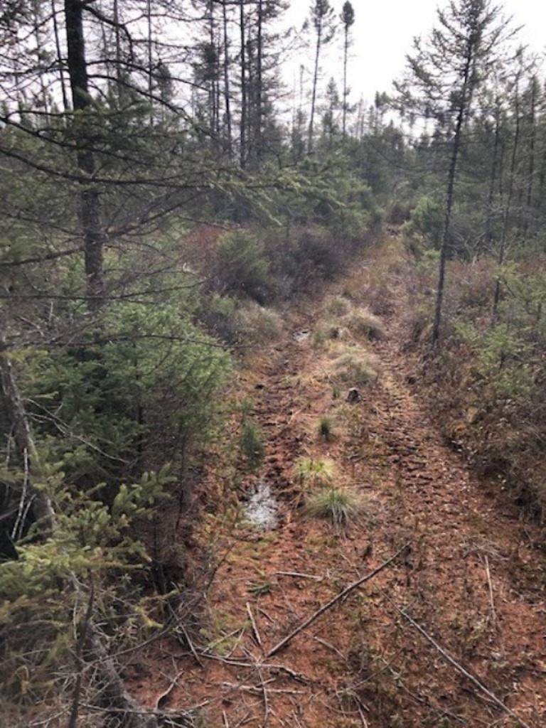 SWAMP ROAD, Tomahawk, Wisconsin 54487, ,Land,For Sale,SWAMP ROAD,22102290