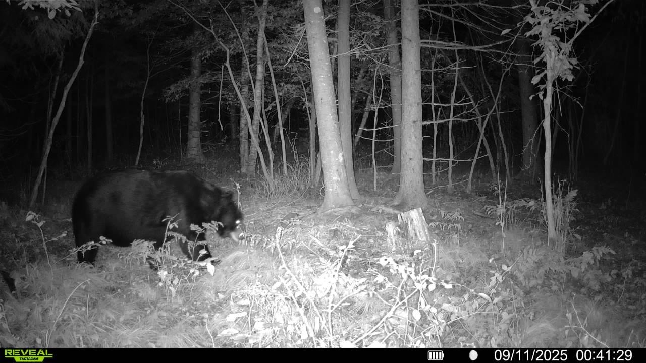 178375 MISSION LAKE ROAD, Hatley, Wisconsin 54440, ,Land,For Sale,178375 MISSION LAKE ROAD,22104480