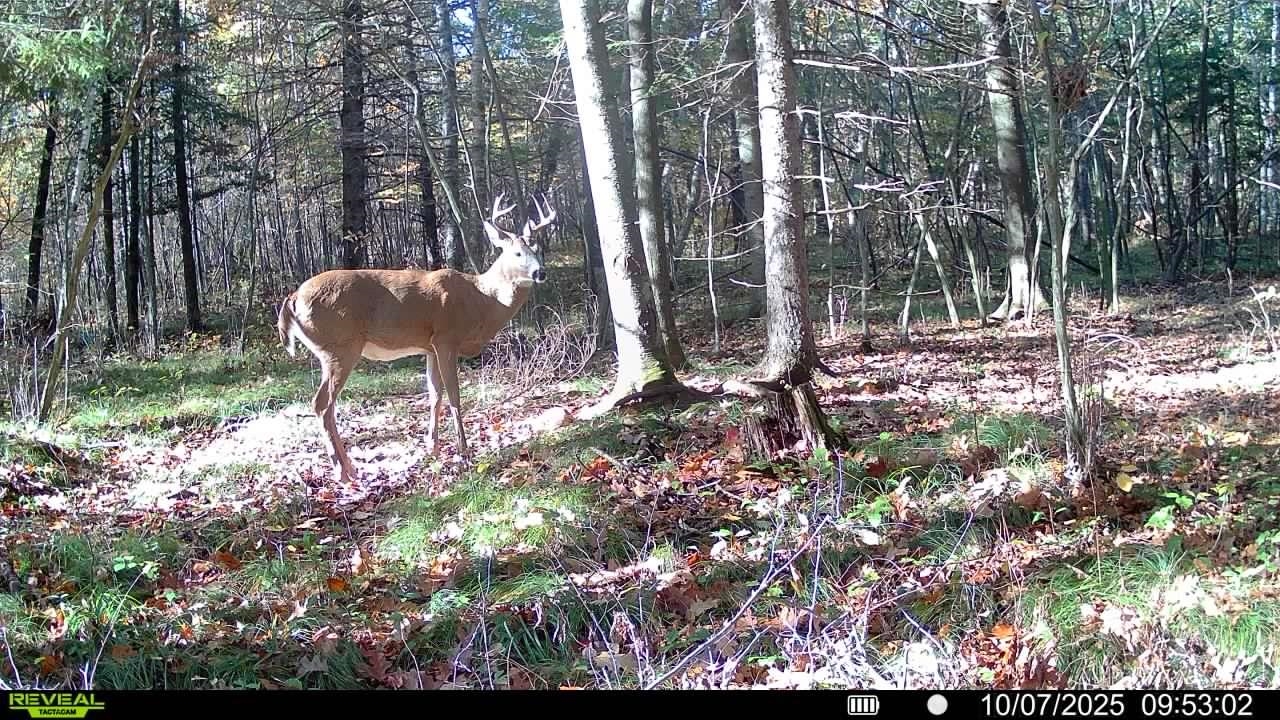 178375 MISSION LAKE ROAD, Hatley, Wisconsin 54440, ,Land,For Sale,178375 MISSION LAKE ROAD,22104480