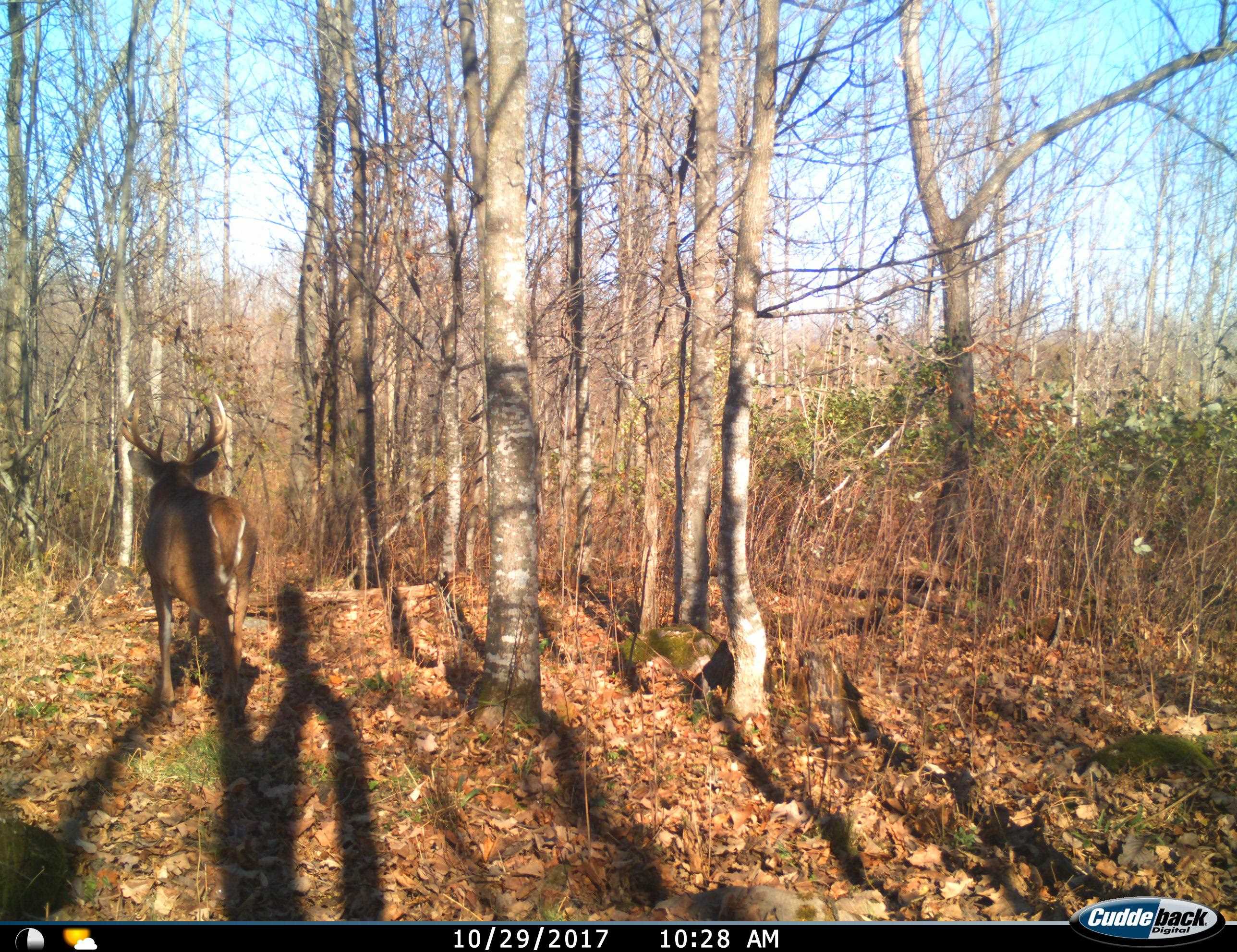 0 BEETLE CREEK ROAD, Tigerton, Wisconsin 54486, ,Land,For Sale,0 BEETLE CREEK ROAD,22202013