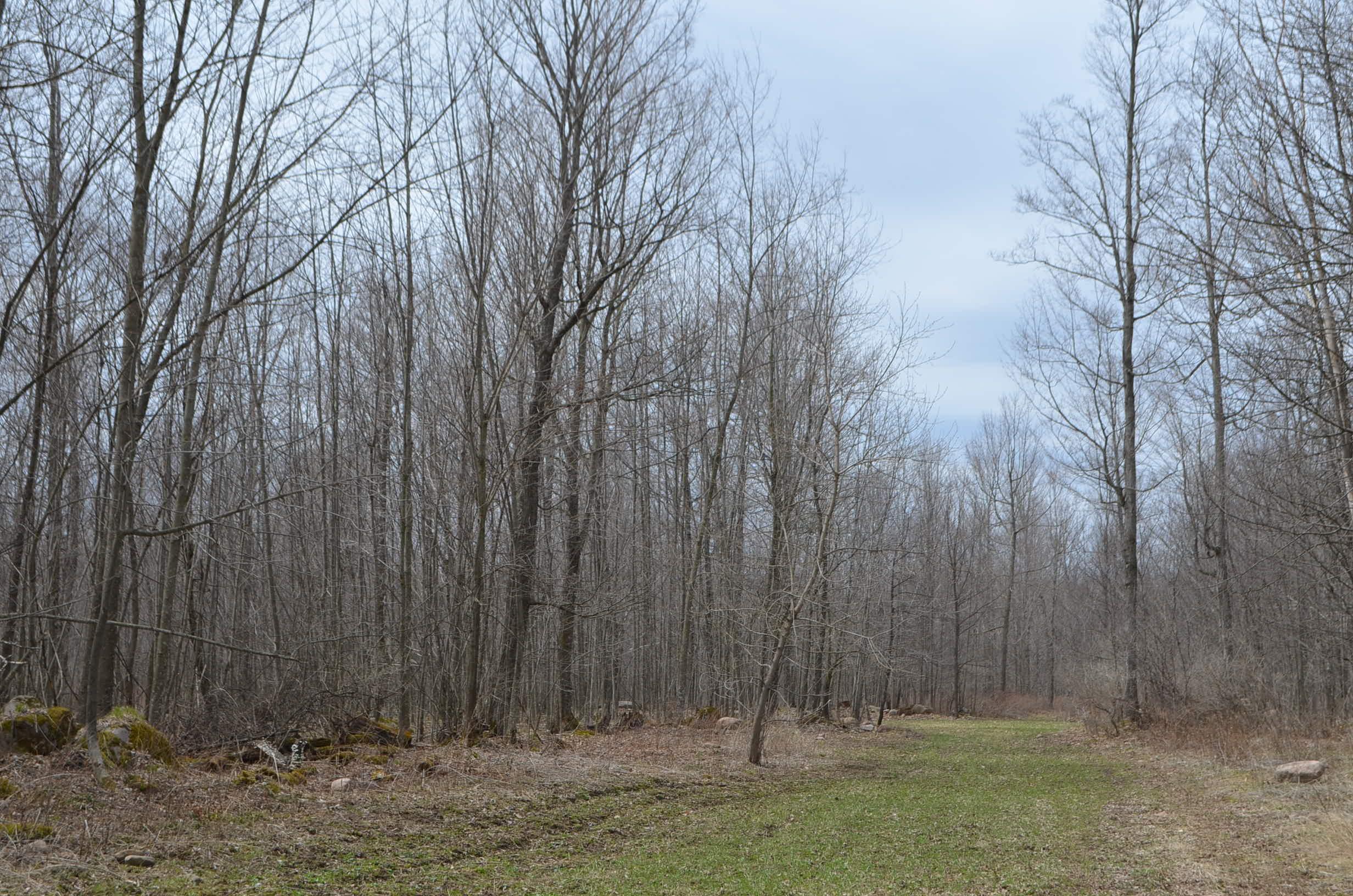 0 BEETLE CREEK ROAD, Tigerton, Wisconsin 54486, ,Land,For Sale,0 BEETLE CREEK ROAD,22202013