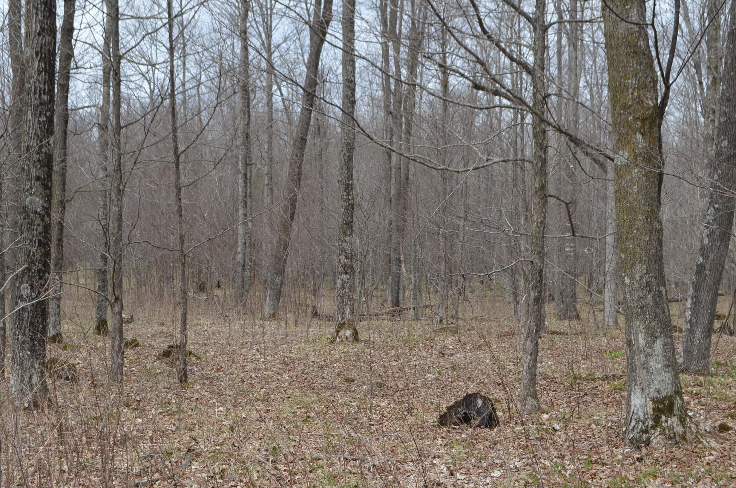 0 BEETLE CREEK ROAD, Tigerton, Wisconsin 54486, ,Land,For Sale,0 BEETLE CREEK ROAD,22202013