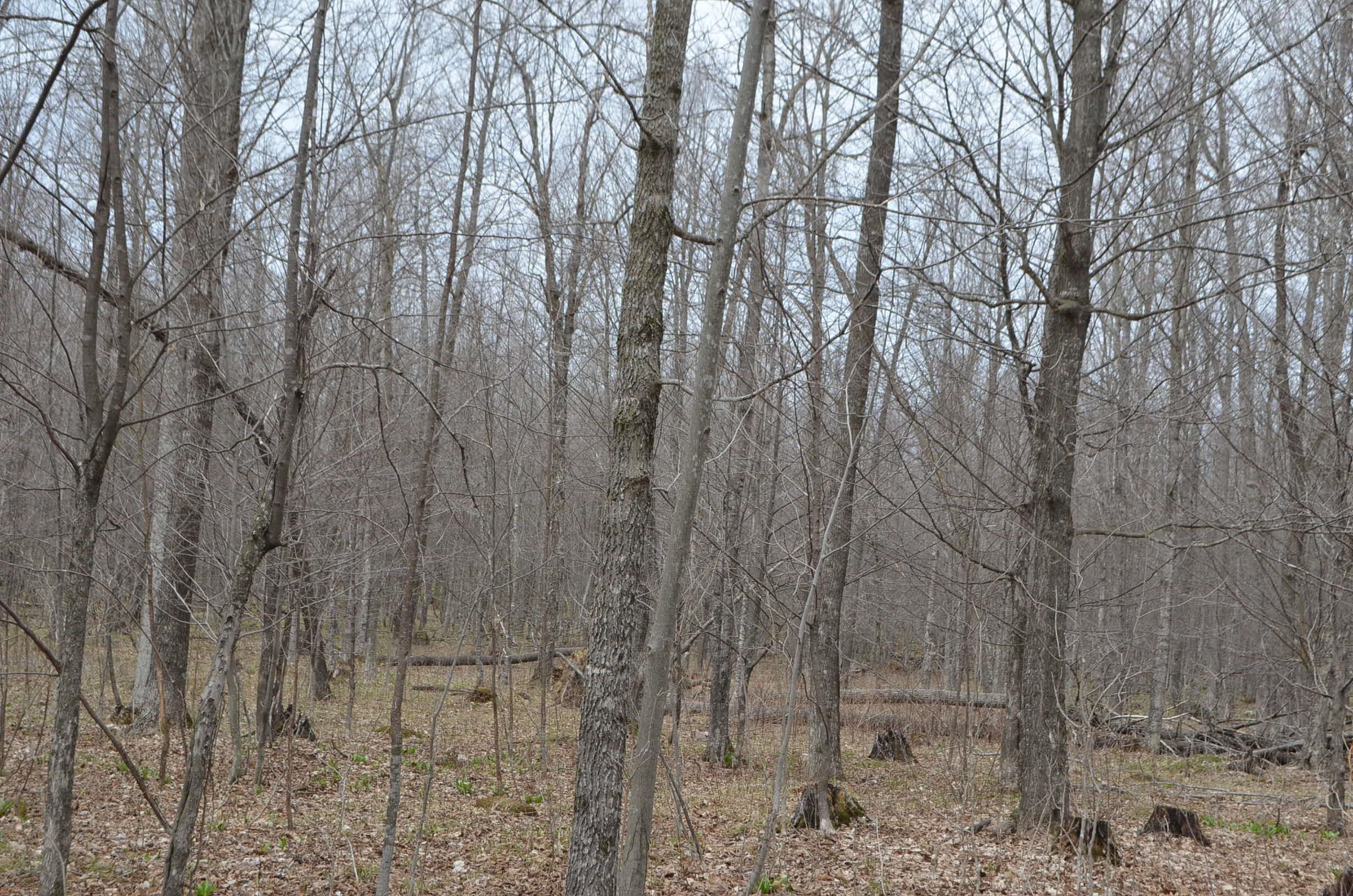 0 BEETLE CREEK ROAD, Tigerton, Wisconsin 54486, ,Land,For Sale,0 BEETLE CREEK ROAD,22202013