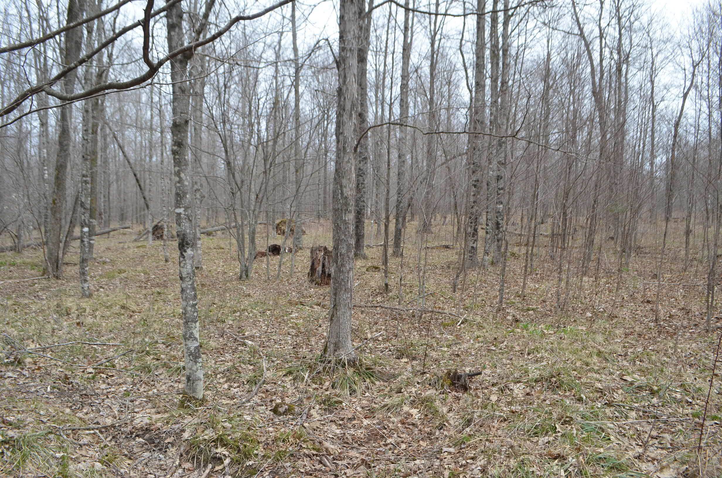 0 BEETLE CREEK ROAD, Tigerton, Wisconsin 54486, ,Land,For Sale,0 BEETLE CREEK ROAD,22202013