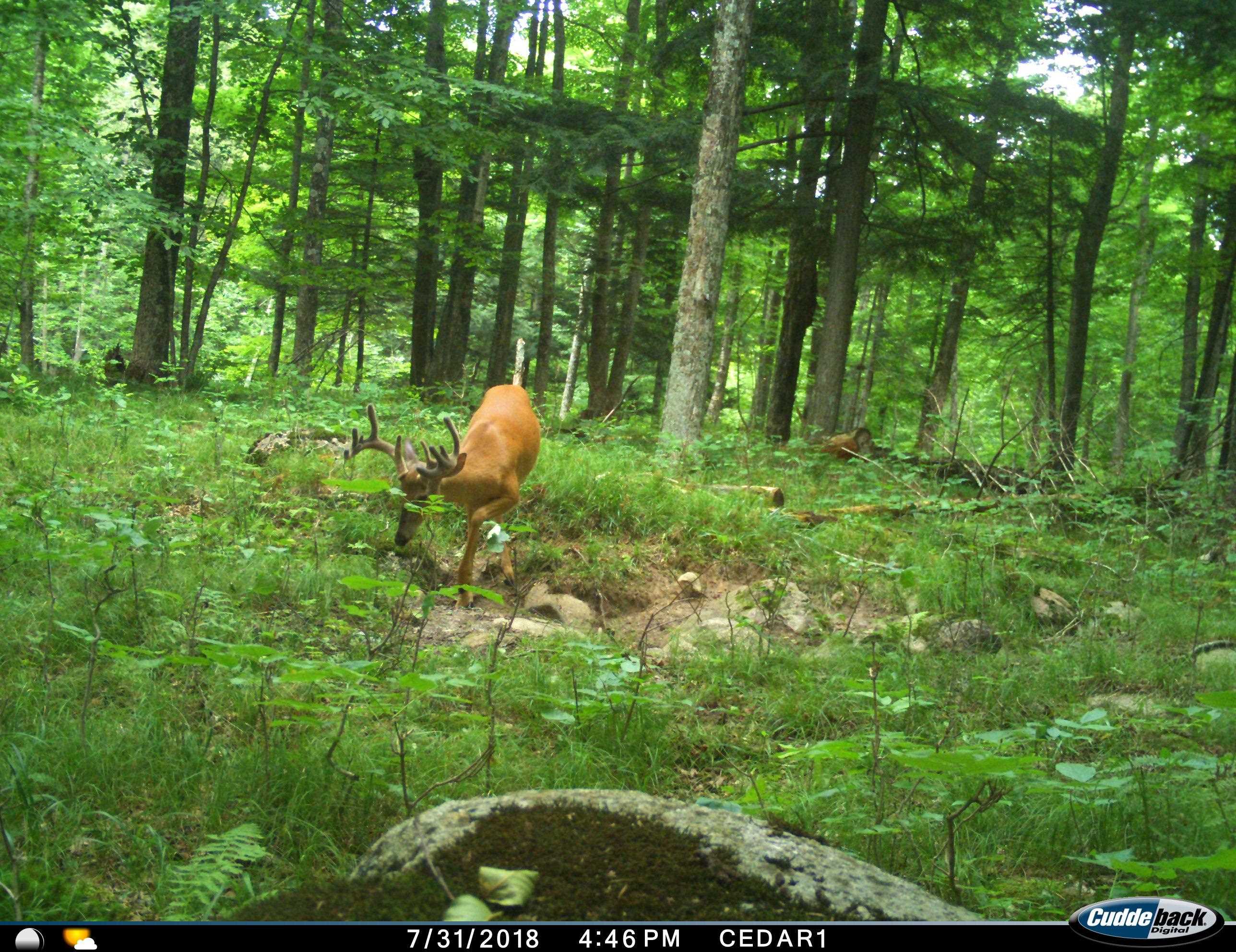 0 BEETLE CREEK ROAD, Tigerton, Wisconsin 54486, ,Land,For Sale,0 BEETLE CREEK ROAD,22202013