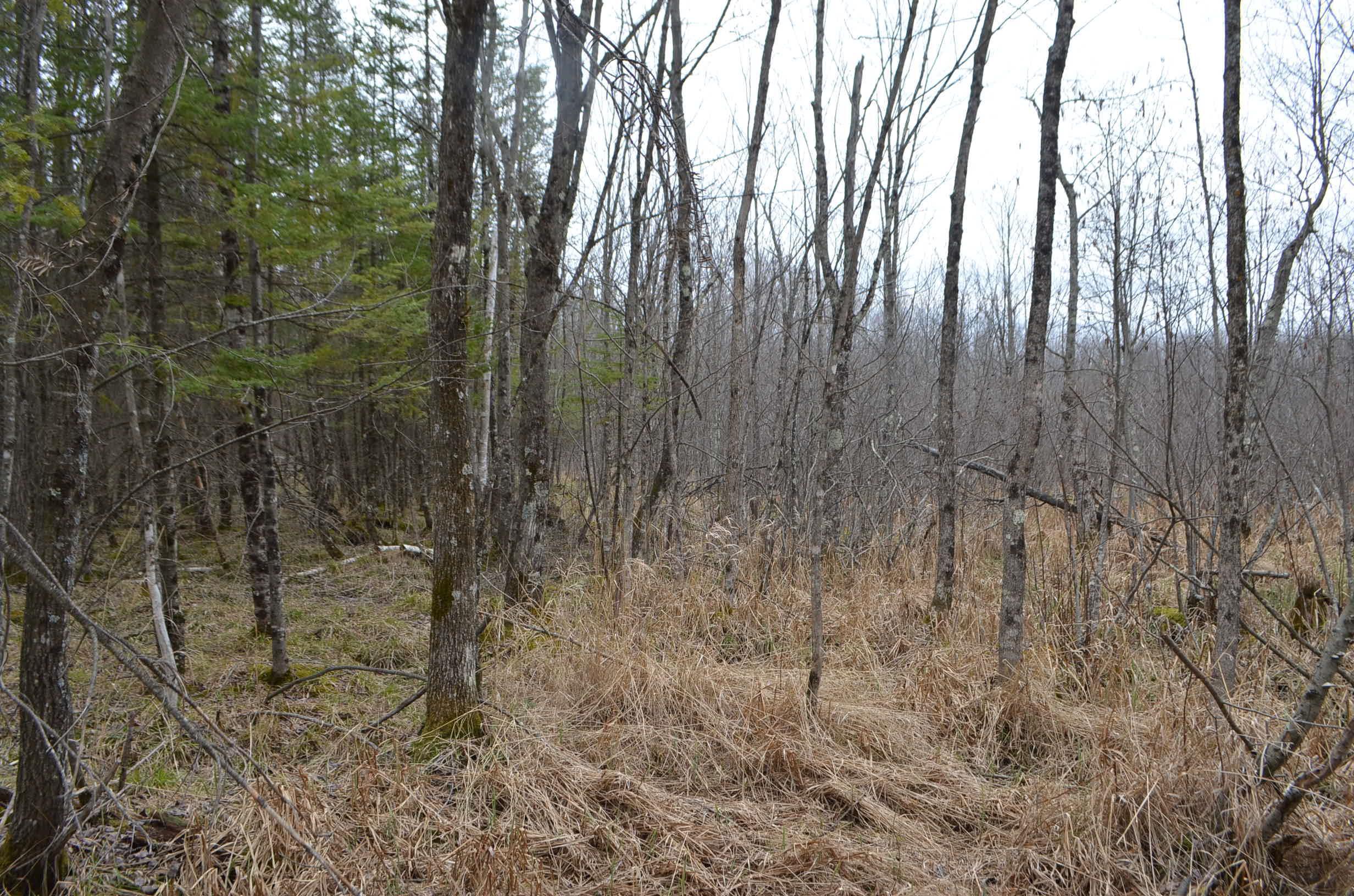 0 BEETLE CREEK ROAD, Tigerton, Wisconsin 54486, ,Land,For Sale,0 BEETLE CREEK ROAD,22202013