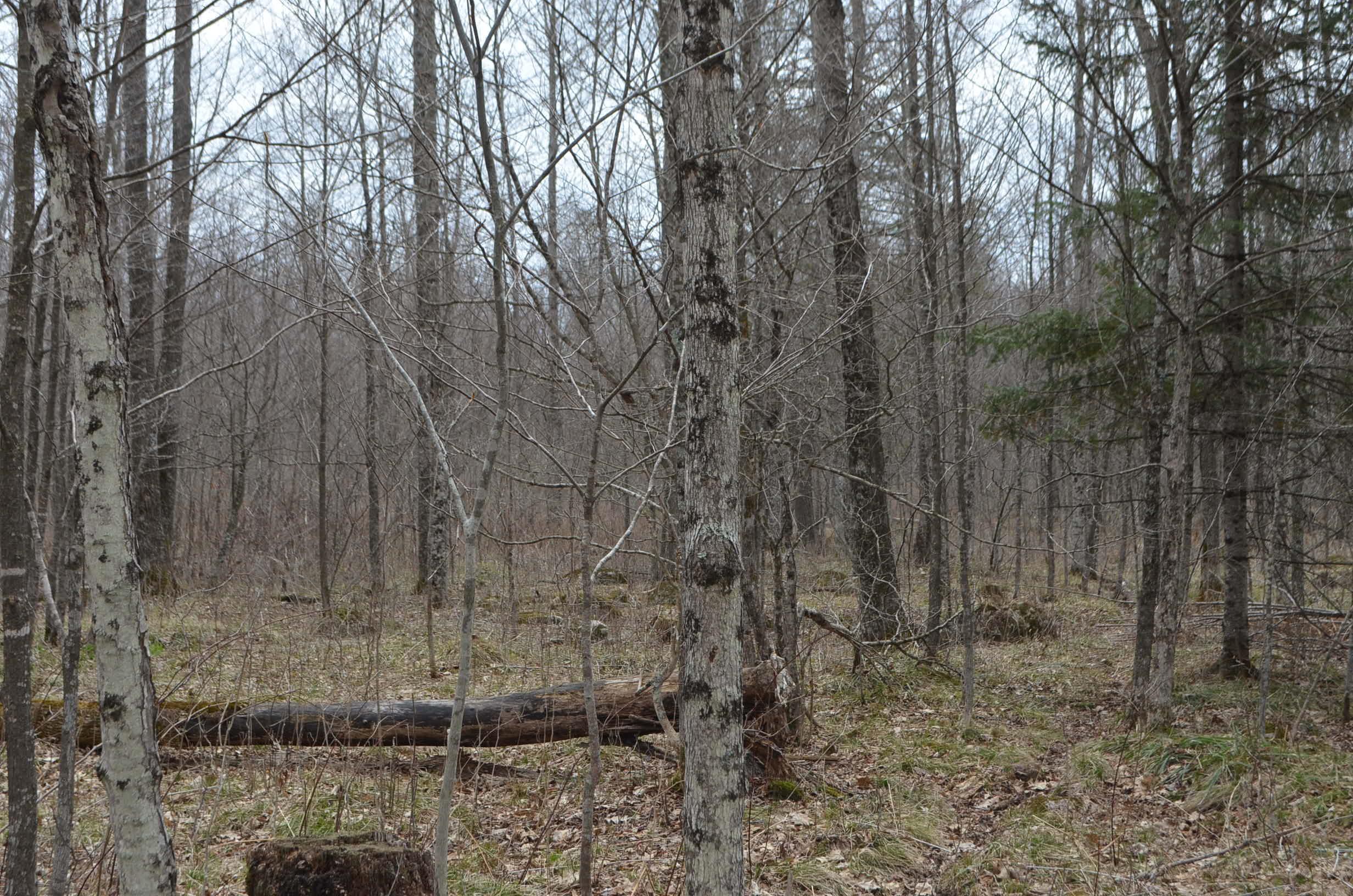 0 BEETLE CREEK ROAD, Tigerton, Wisconsin 54486, ,Land,For Sale,0 BEETLE CREEK ROAD,22202013