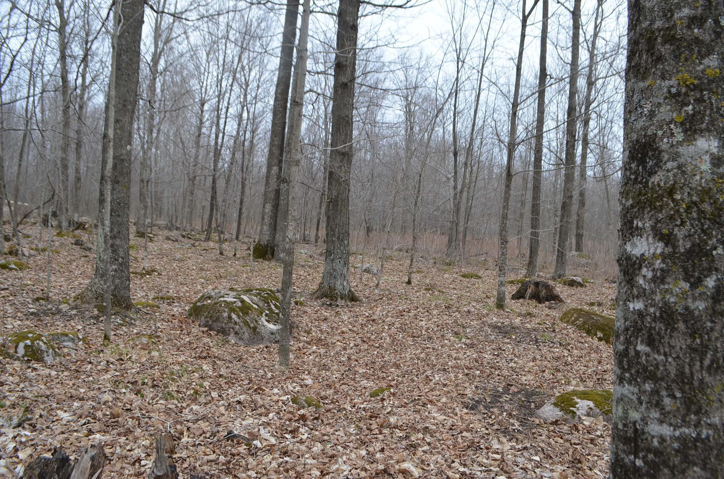 0 BEETLE CREEK ROAD, Tigerton, Wisconsin 54486, ,Land,For Sale,0 BEETLE CREEK ROAD,22202013