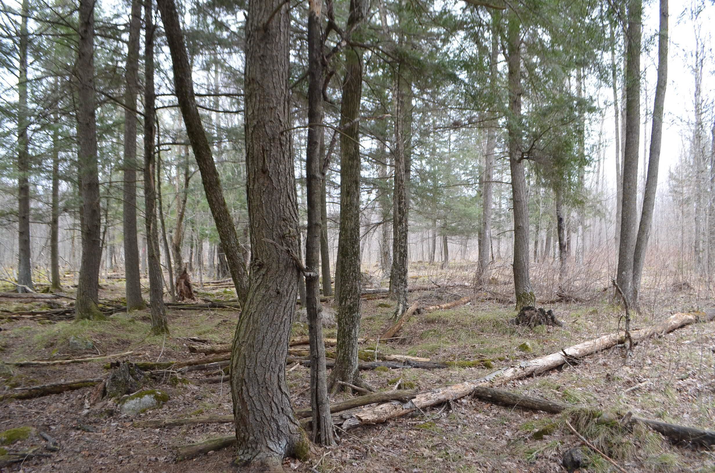 0 BEETLE CREEK ROAD, Tigerton, Wisconsin 54486, ,Land,For Sale,0 BEETLE CREEK ROAD,22202013