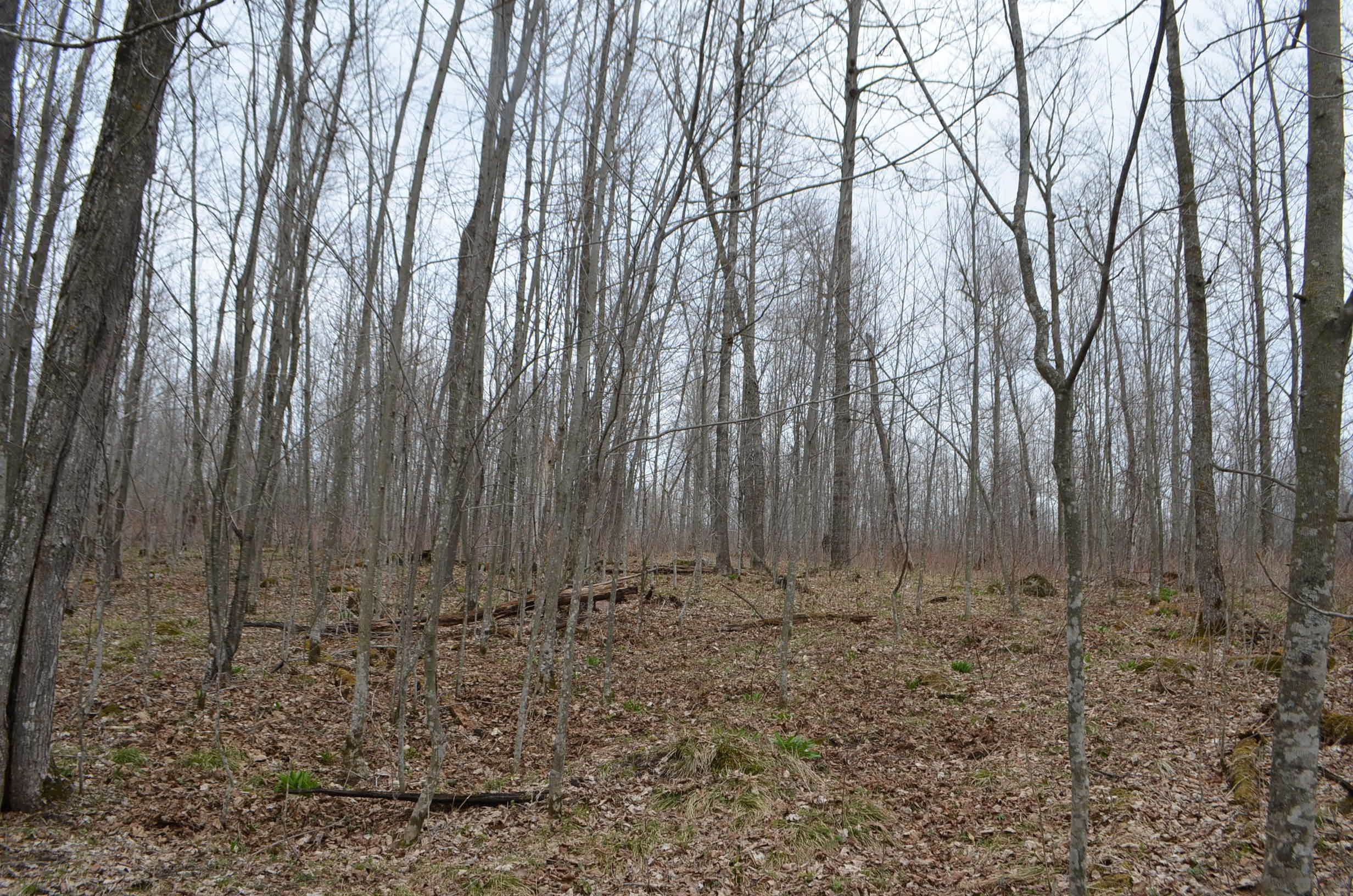 0 BEETLE CREEK ROAD, Tigerton, Wisconsin 54486, ,Land,For Sale,0 BEETLE CREEK ROAD,22202013