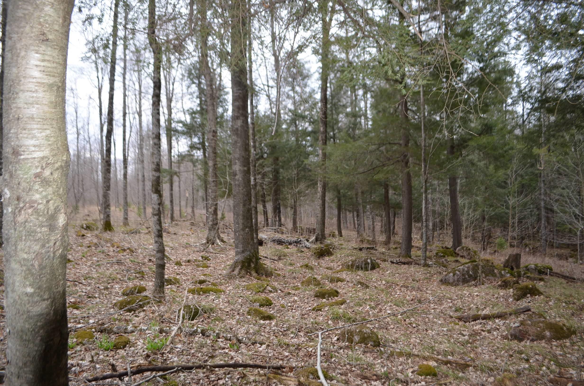 0 BEETLE CREEK ROAD, Tigerton, Wisconsin 54486, ,Land,For Sale,0 BEETLE CREEK ROAD,22202013