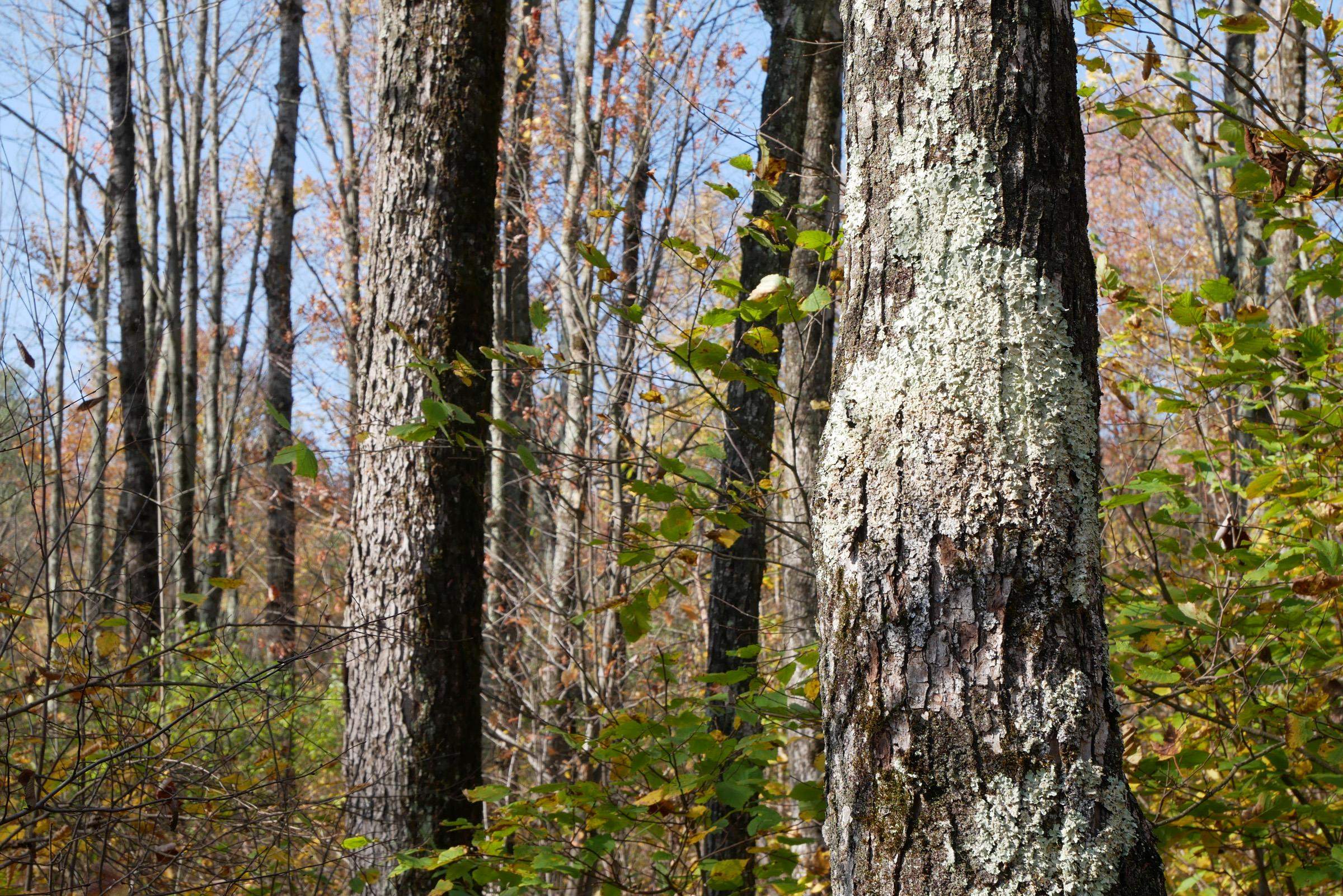 Lots and Land for sale in Westboro, Wisconsin, 22205793