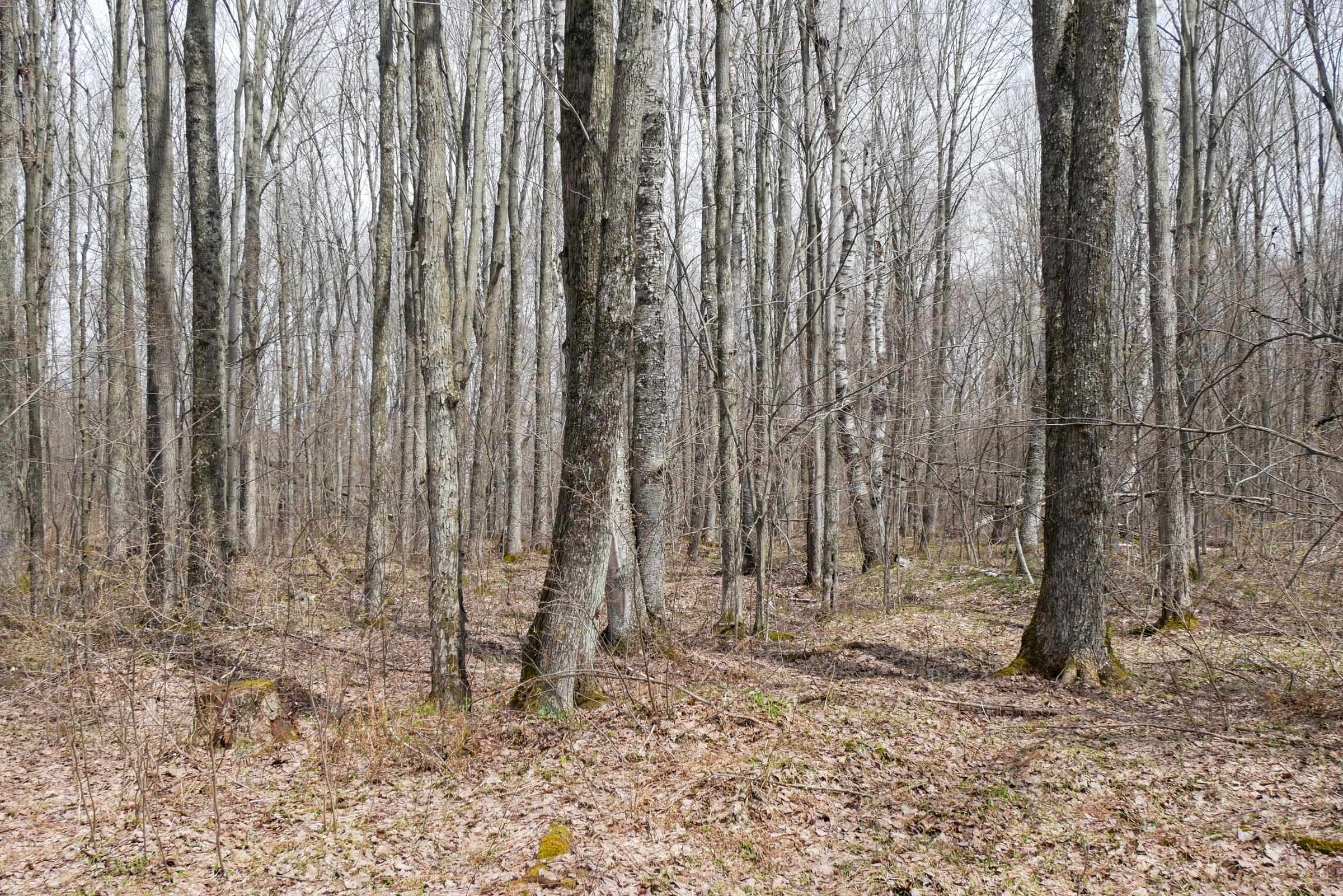 Lots and Land for sale in Westboro, Wisconsin, 22205793