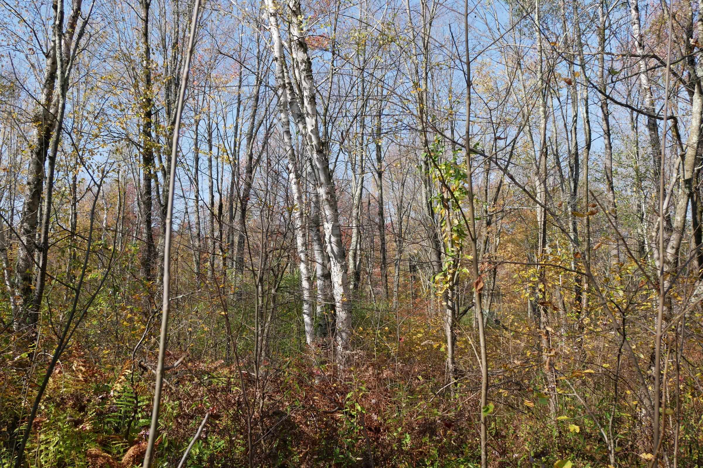 Lots and Land for sale in Westboro, Wisconsin, 22205793