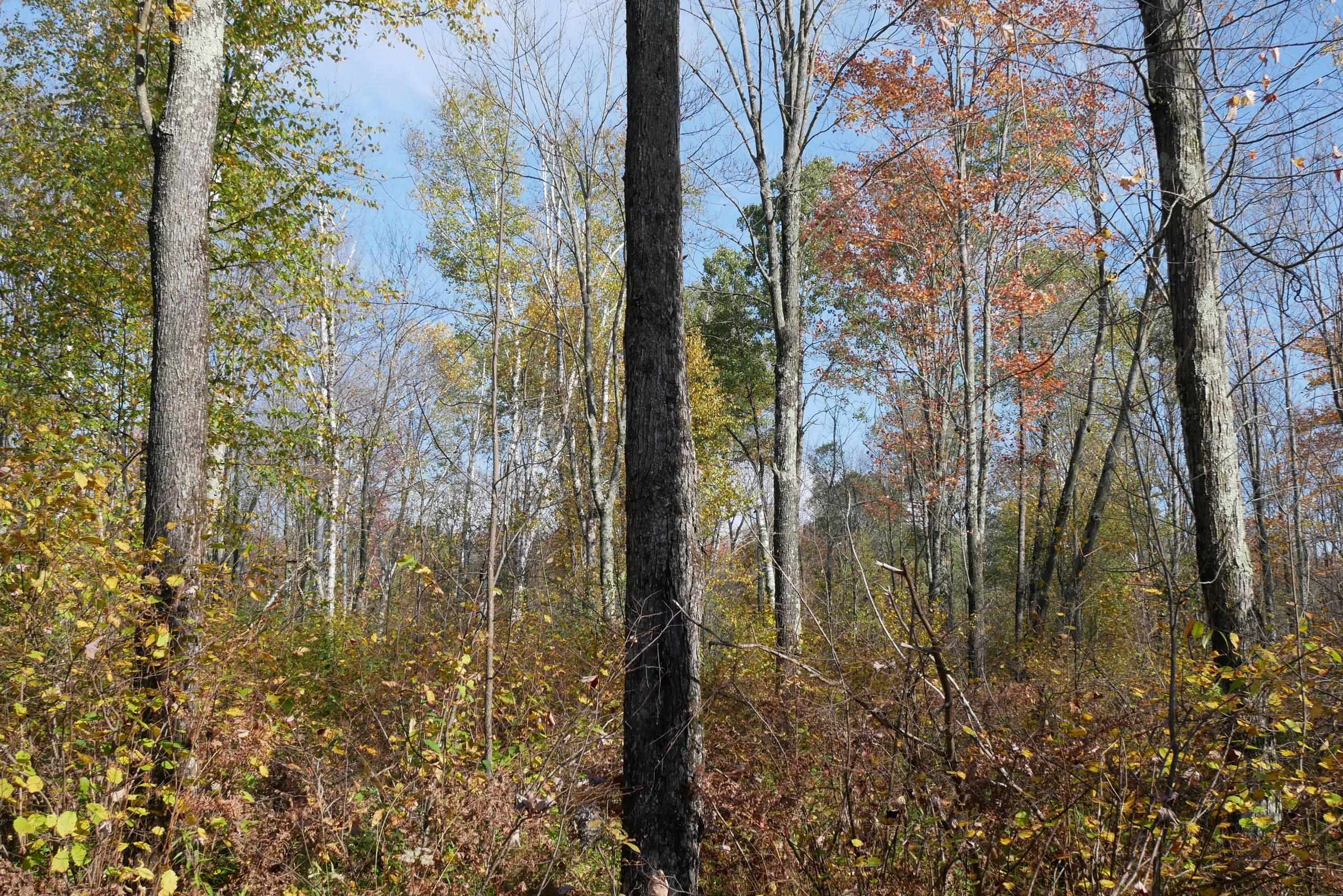 Lots and Land for sale in Westboro, Wisconsin, 22205793