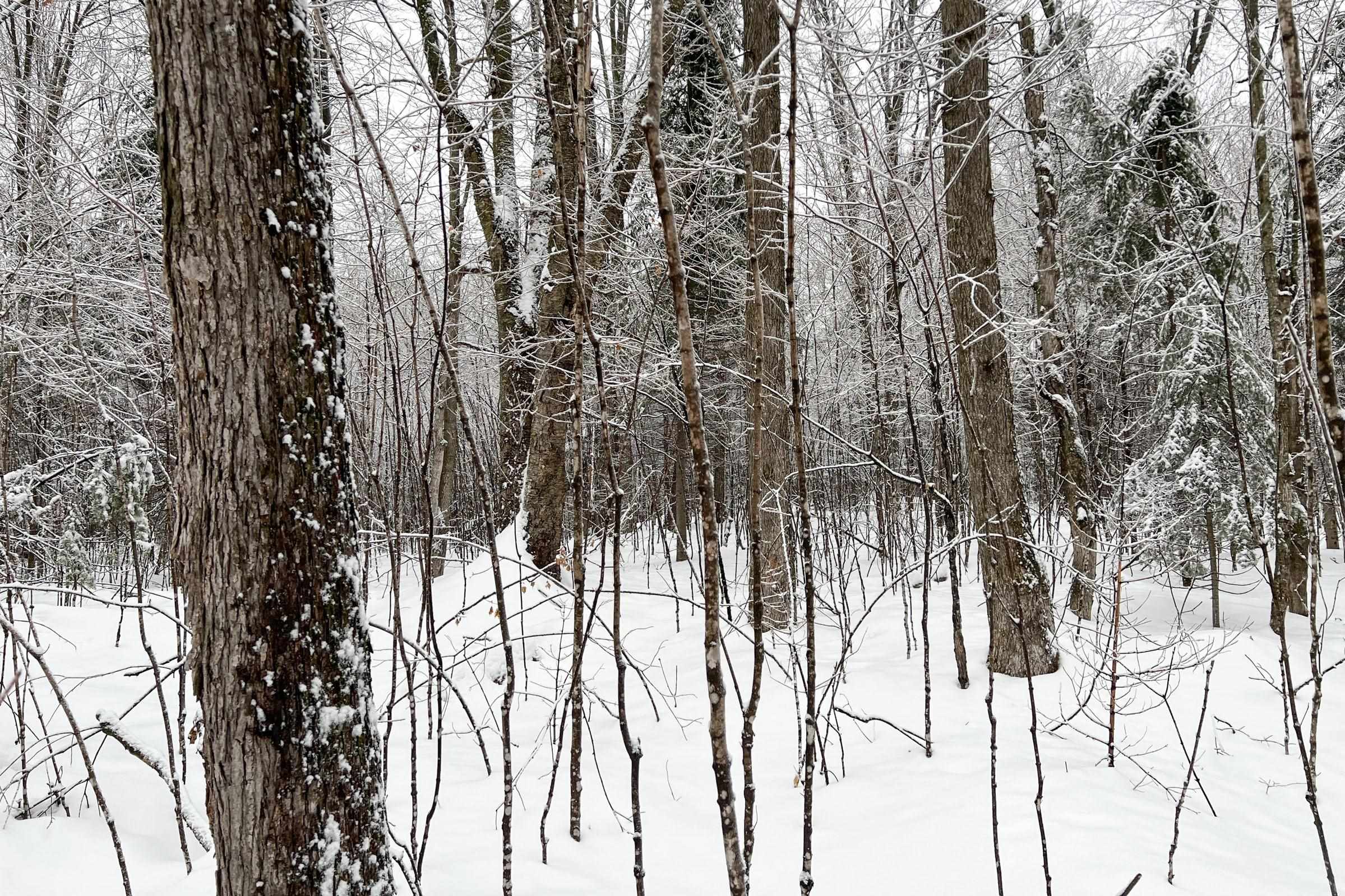 Lots and Land for sale in Ogema, Wisconsin, 22230278