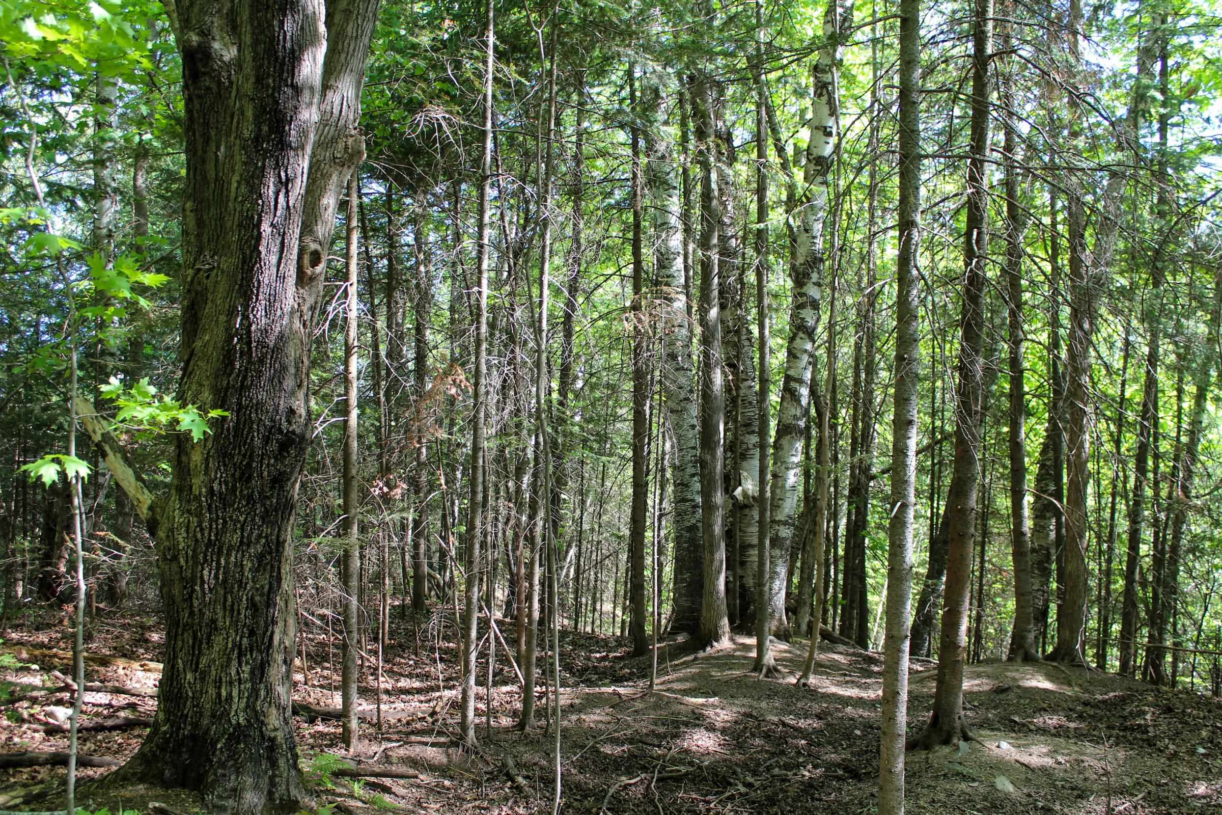 Lots and Land for sale in Rib Lake, Wisconsin, 22231977