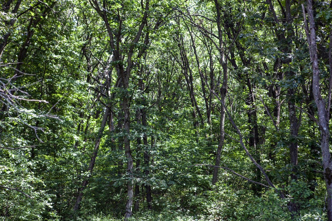 80 Acres COUNTY ROAD V, DEERFIELD, Wisconsin 54943, ,Land,For Sale,80 Acres COUNTY ROAD V,22232685