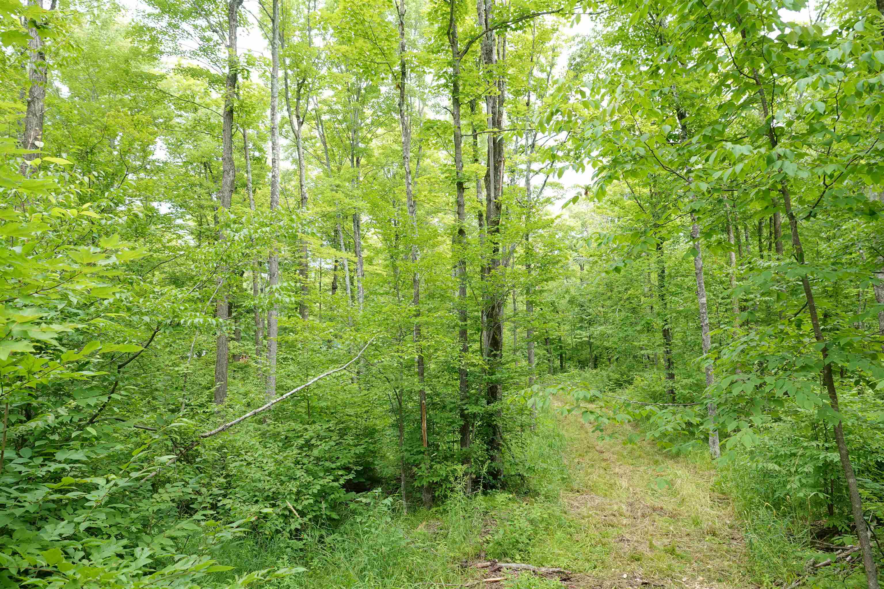 W6786 SILVER CREEK ROAD, Ogema, Wisconsin 54459, ,Land,For Sale,W6786 SILVER CREEK ROAD,22233070