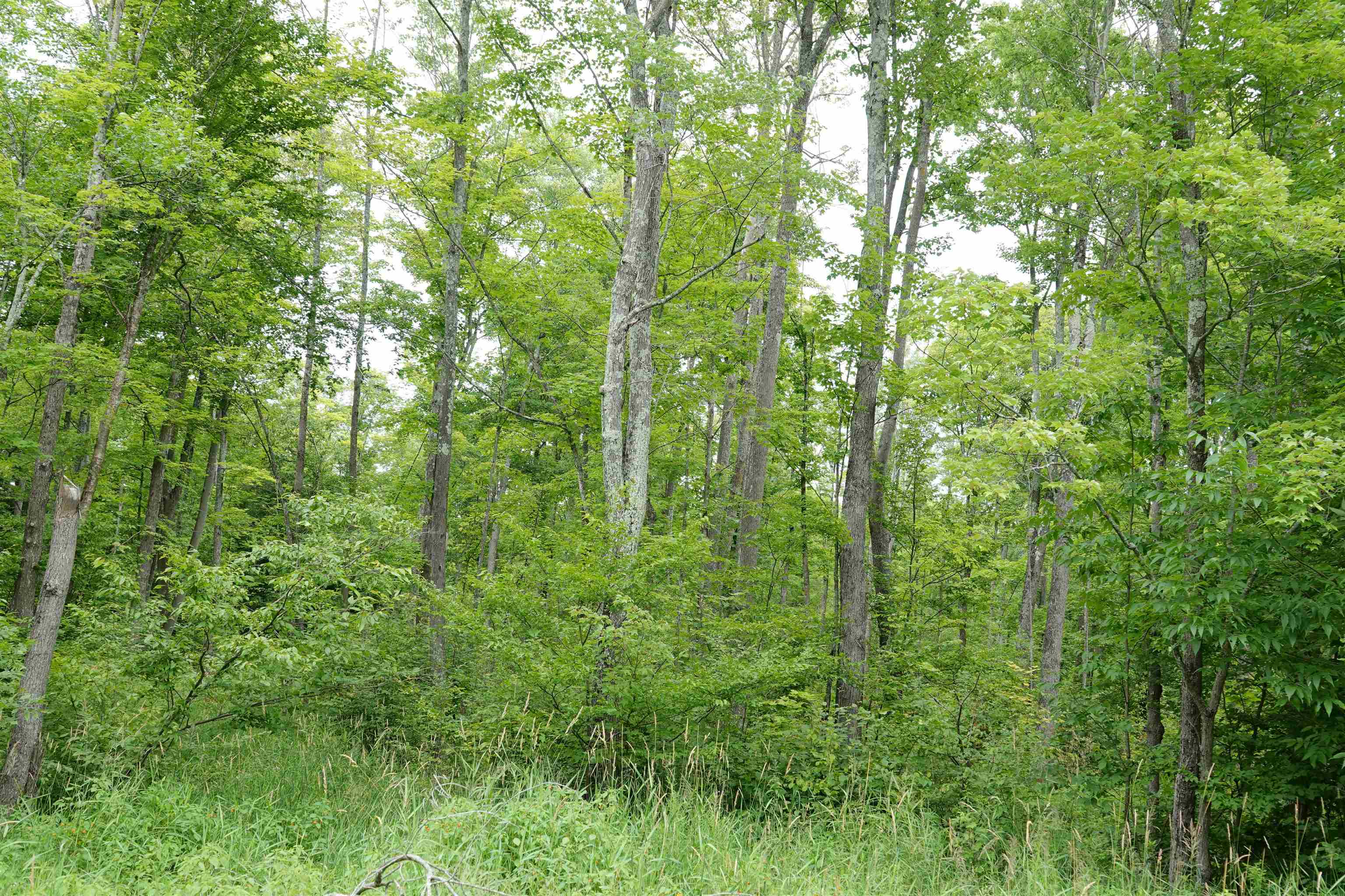 W6786 SILVER CREEK ROAD, Ogema, Wisconsin 54459, ,Land,For Sale,W6786 SILVER CREEK ROAD,22233070