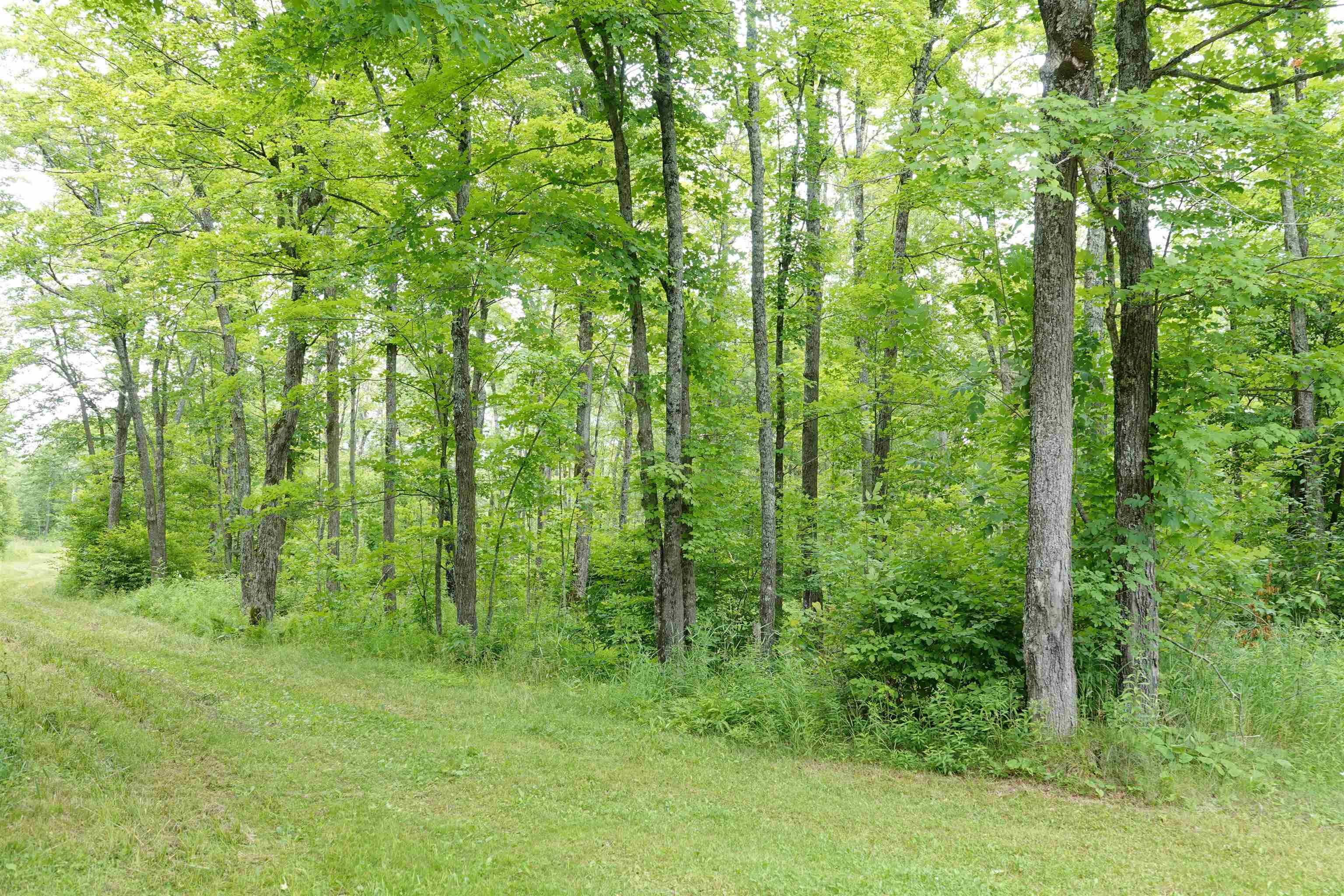 W6786 SILVER CREEK ROAD, Ogema, Wisconsin 54459, ,Land,For Sale,W6786 SILVER CREEK ROAD,22233070