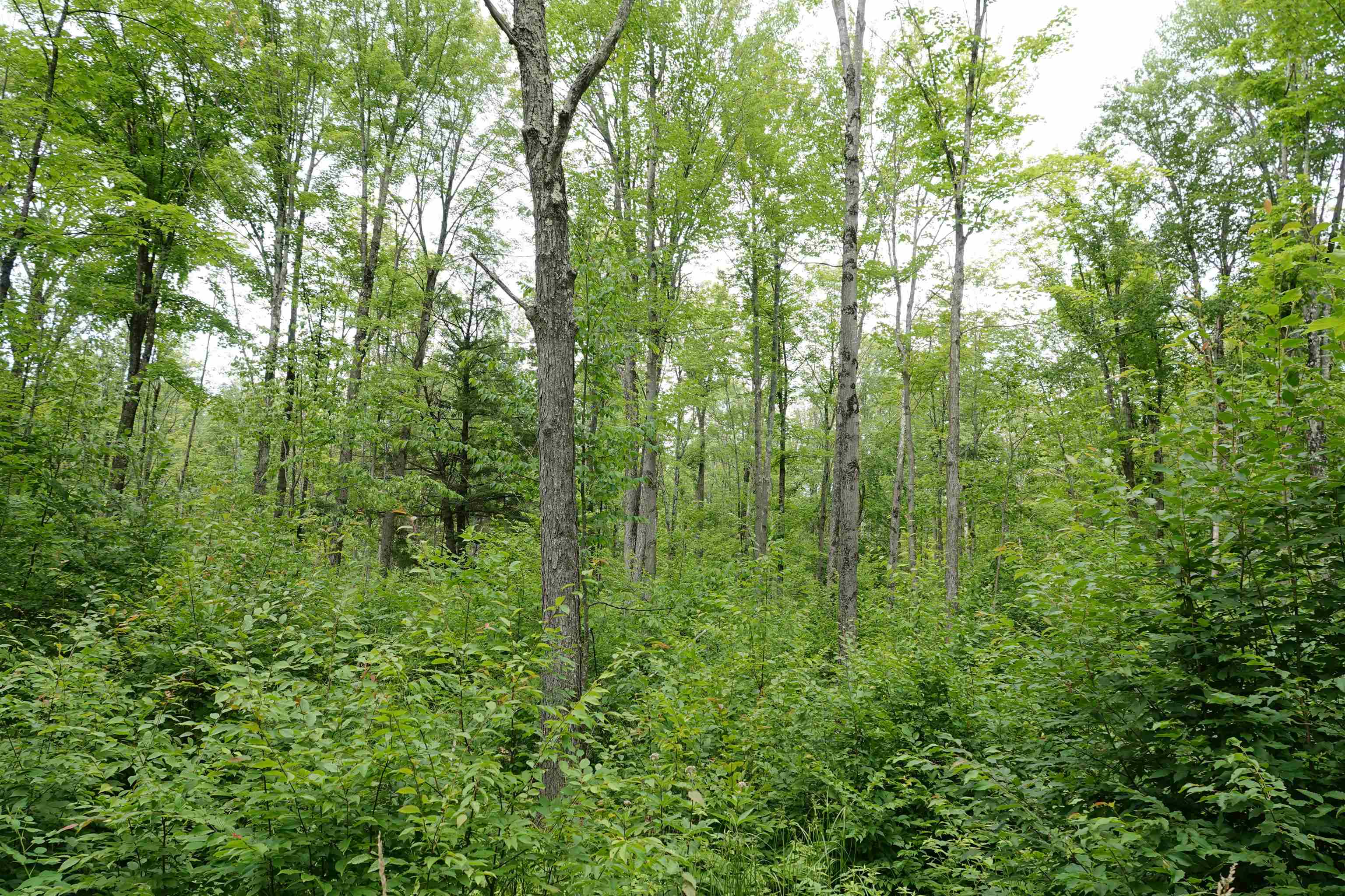 W6786 SILVER CREEK ROAD, Ogema, Wisconsin 54459, ,Land,For Sale,W6786 SILVER CREEK ROAD,22233070