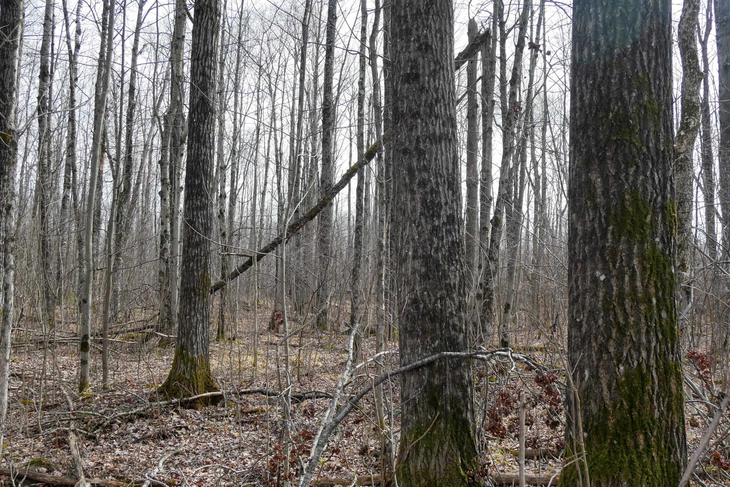 4.70 Acres US HIGHWAY 8, Prentice, Wisconsin 54556, ,Land,For Sale,4.70 Acres US HIGHWAY 8,22235551