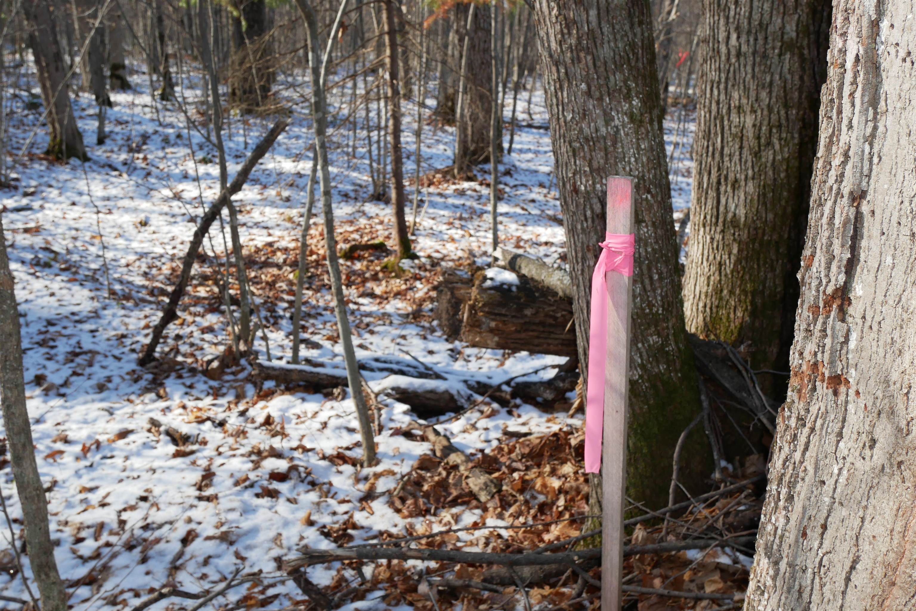 4.70 Acres US HIGHWAY 8, Prentice, Wisconsin 54556, ,Land,For Sale,4.70 Acres US HIGHWAY 8,22235551