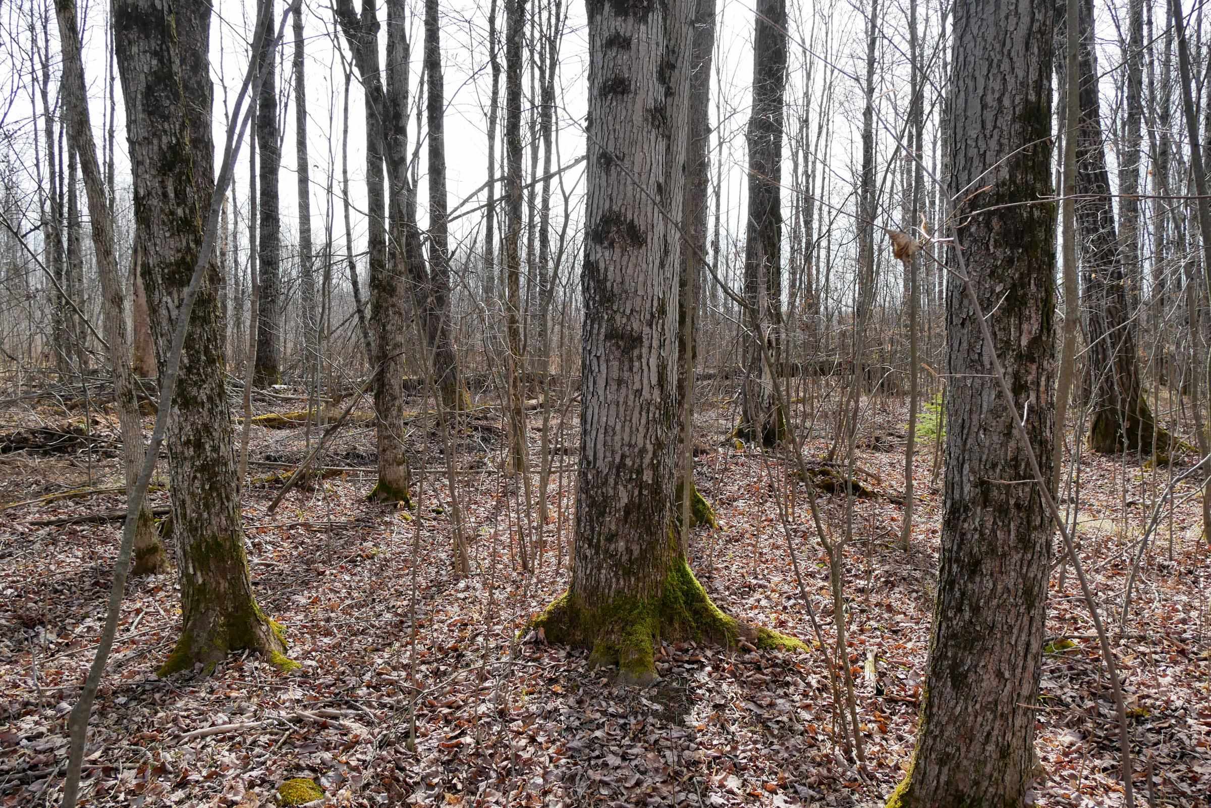 4.70 Acres US HIGHWAY 8, Prentice, Wisconsin 54556, ,Land,For Sale,4.70 Acres US HIGHWAY 8,22235551