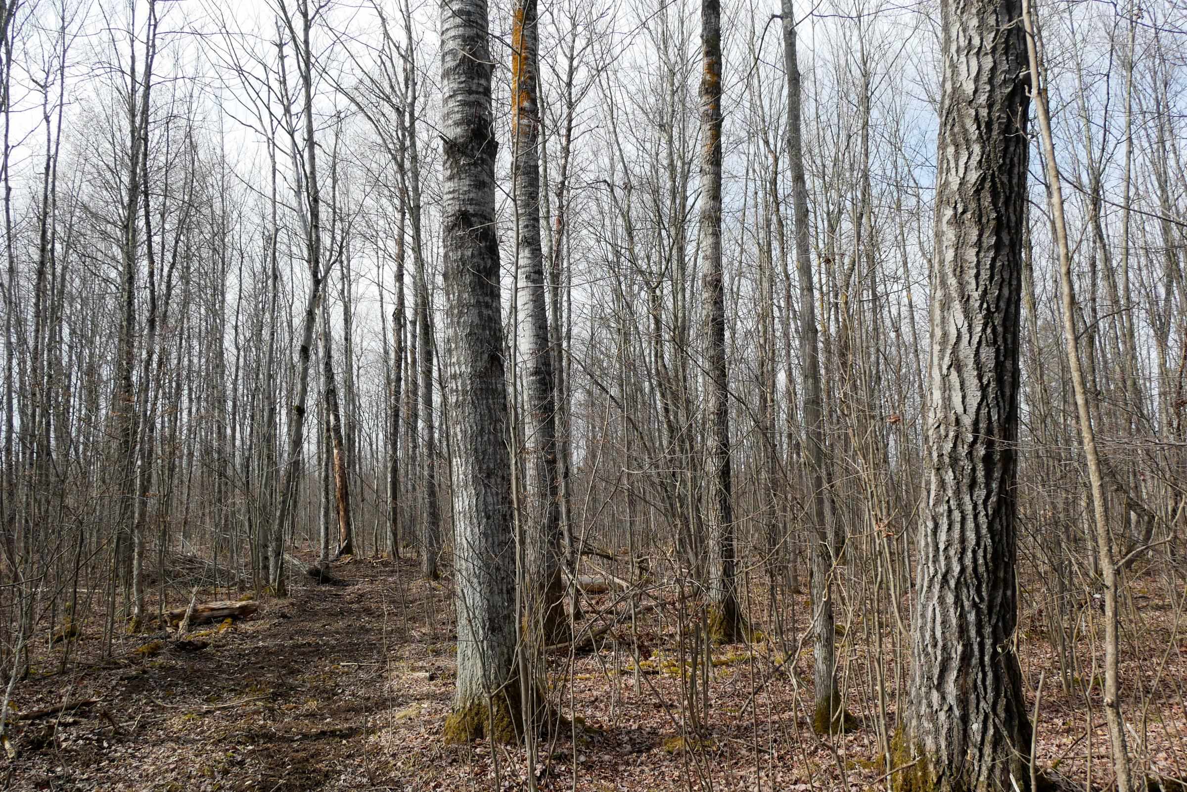 4.70 Acres US HIGHWAY 8, Prentice, Wisconsin 54556, ,Land,For Sale,4.70 Acres US HIGHWAY 8,22235551