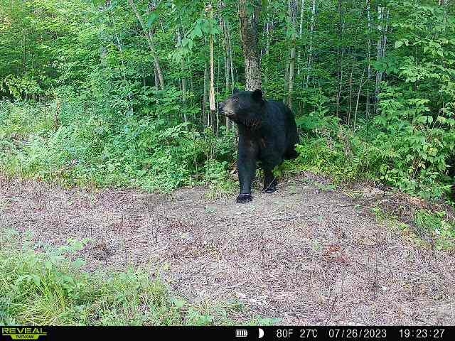 00 WILDFLOWER ROAD, Sheldon, Wisconsin 54766, ,Land,For Sale,00 WILDFLOWER ROAD,22400747