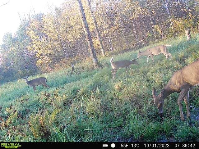 00 WILDFLOWER ROAD, Sheldon, Wisconsin 54766, ,Land,For Sale,00 WILDFLOWER ROAD,22400747