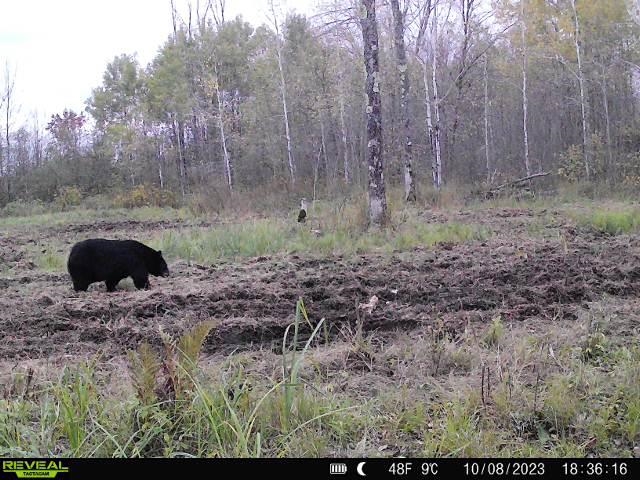 00 WILDFLOWER ROAD, Sheldon, Wisconsin 54766, ,Land,For Sale,00 WILDFLOWER ROAD,22400747