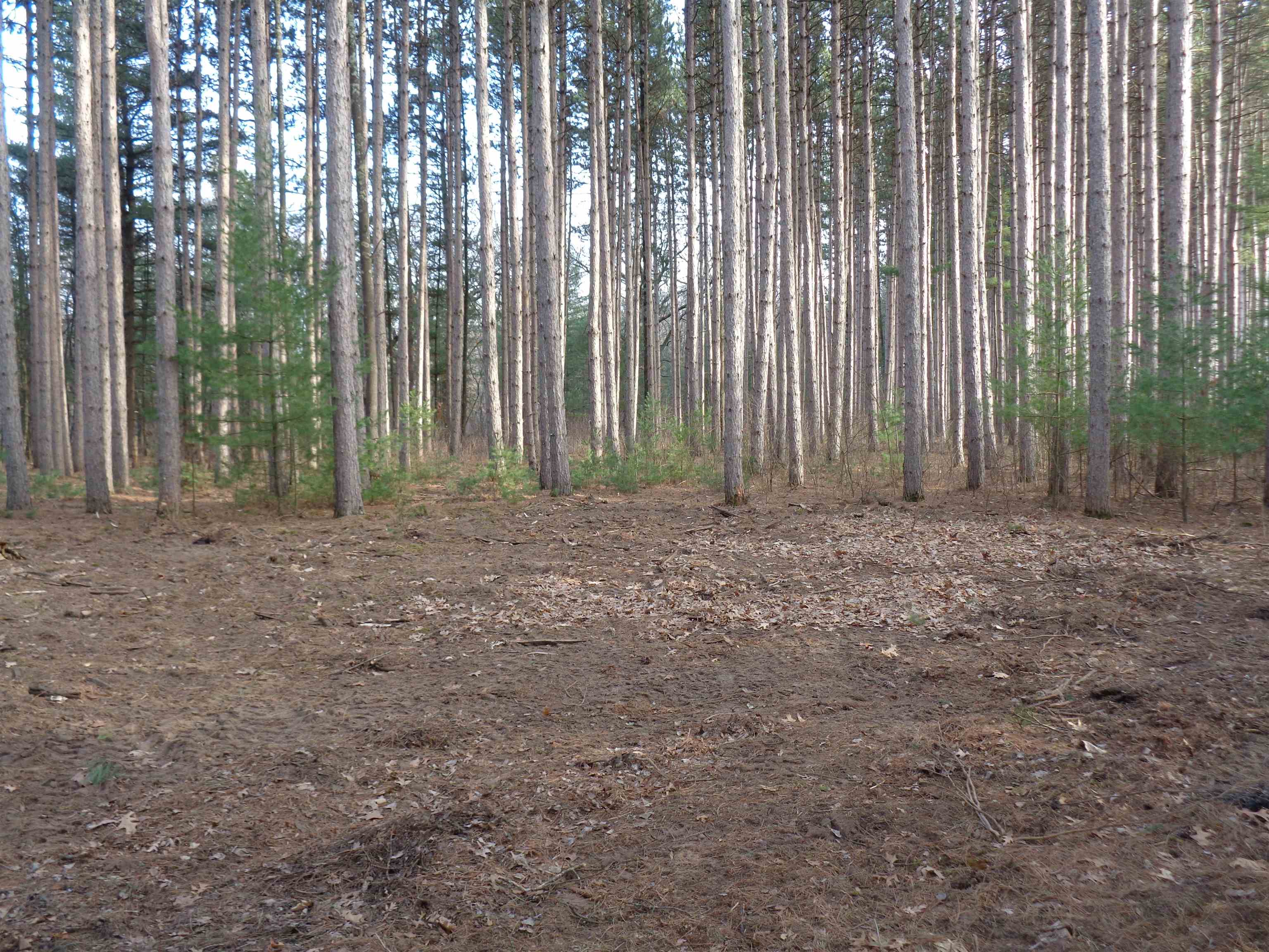 W12289 DEER PATH