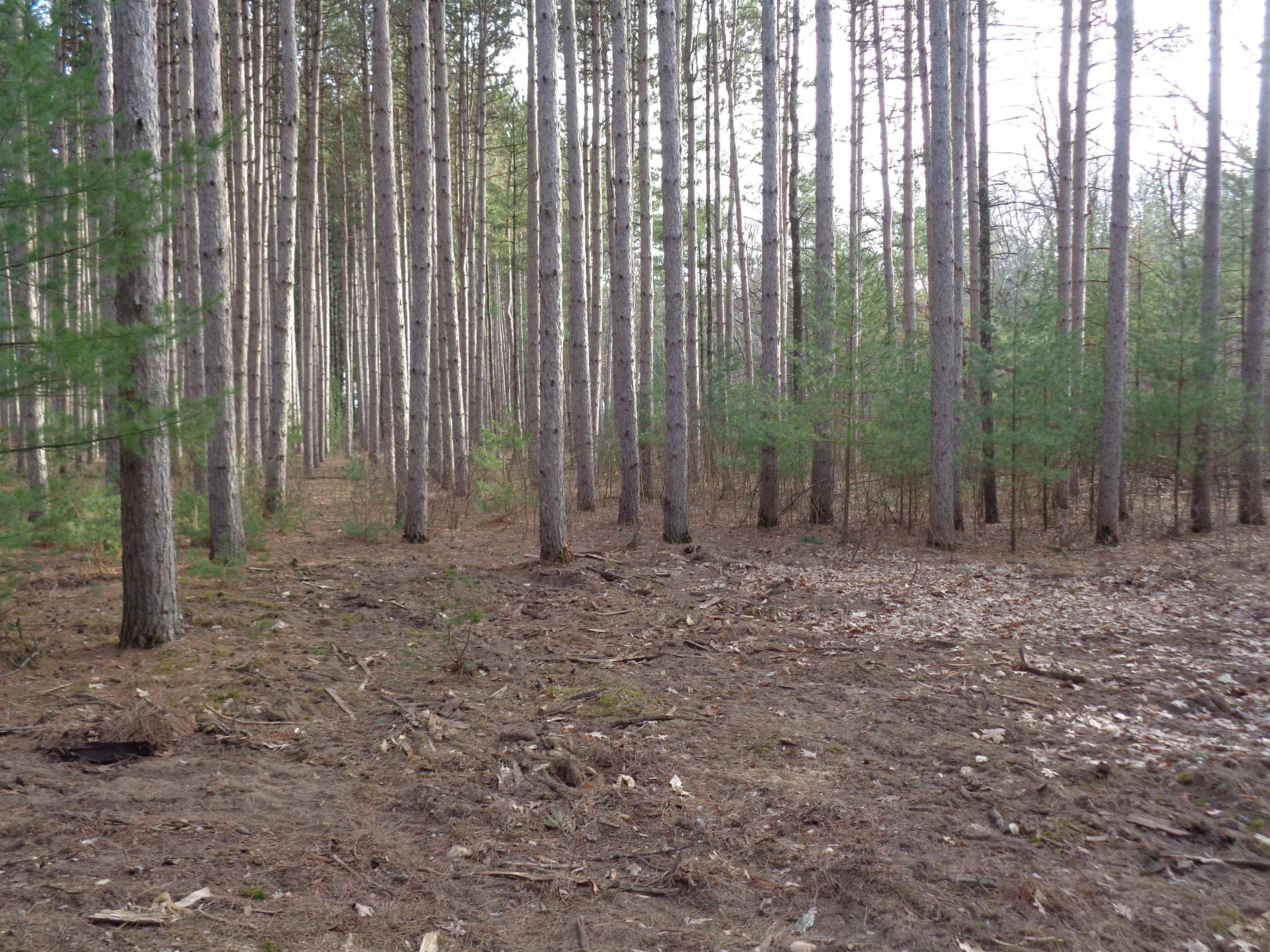 W12289 DEER PATH