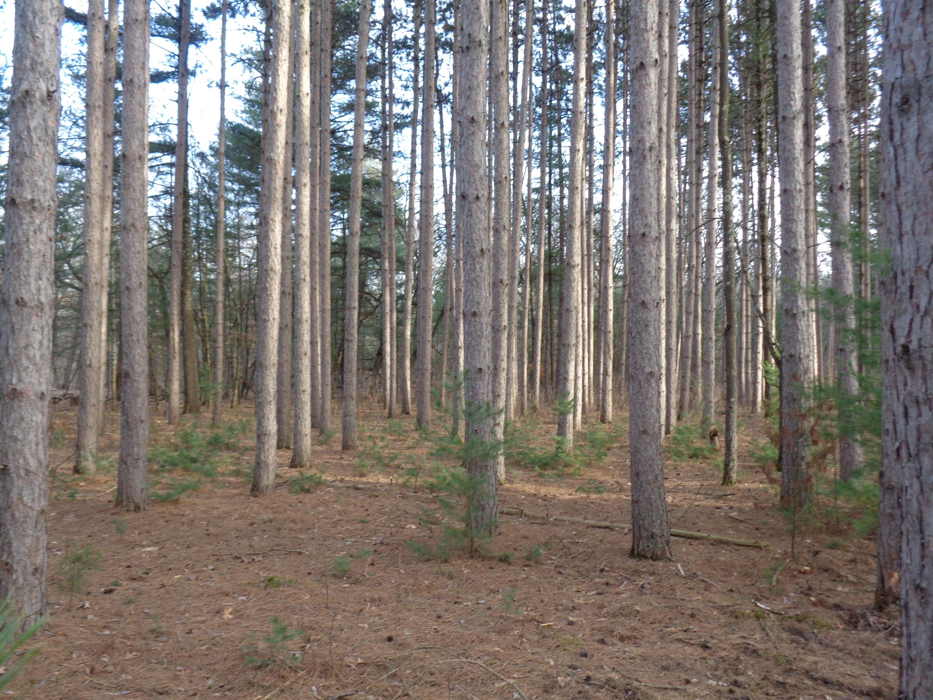 W12289 DEER PATH