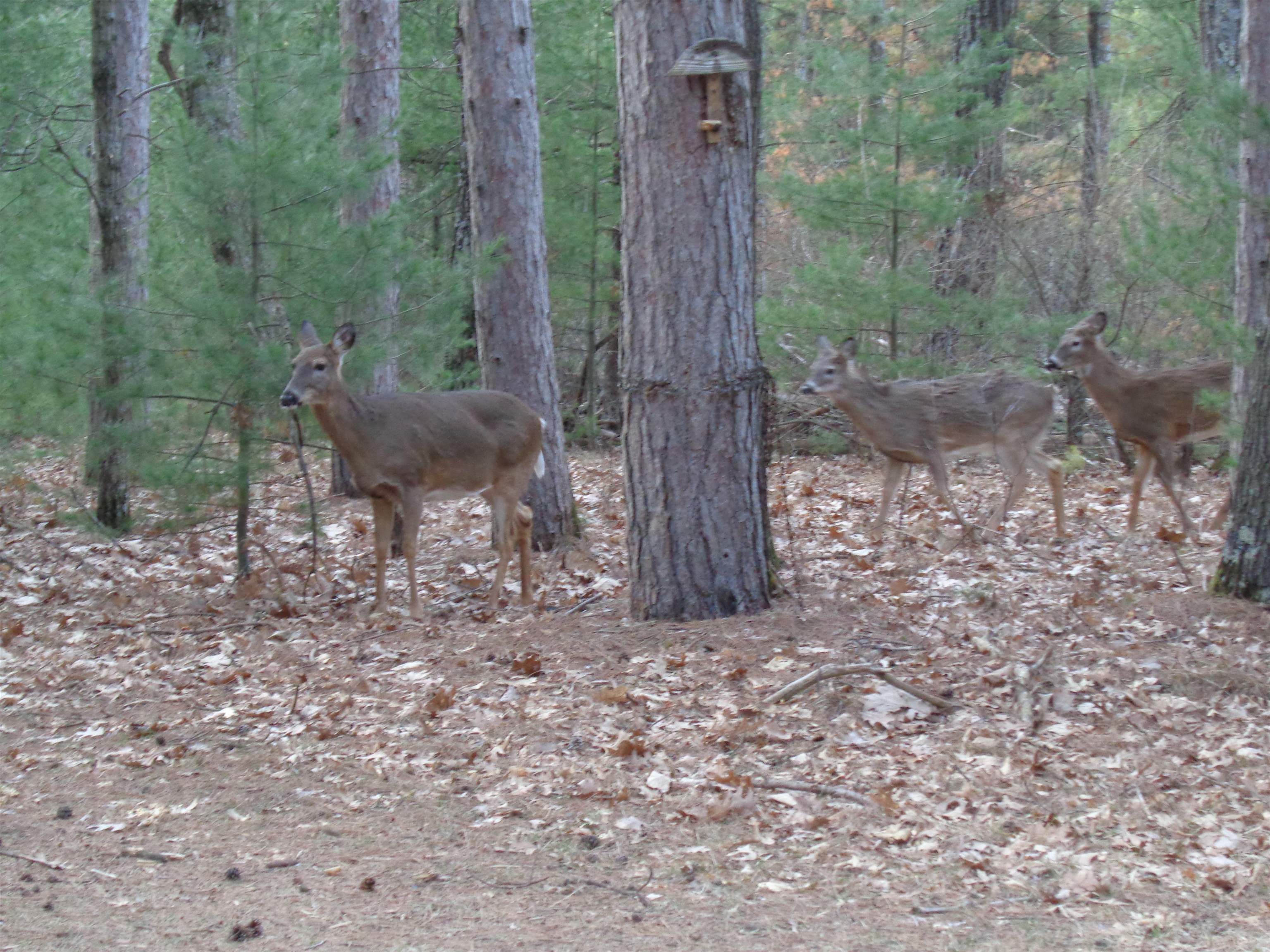 W12289 DEER PATH
