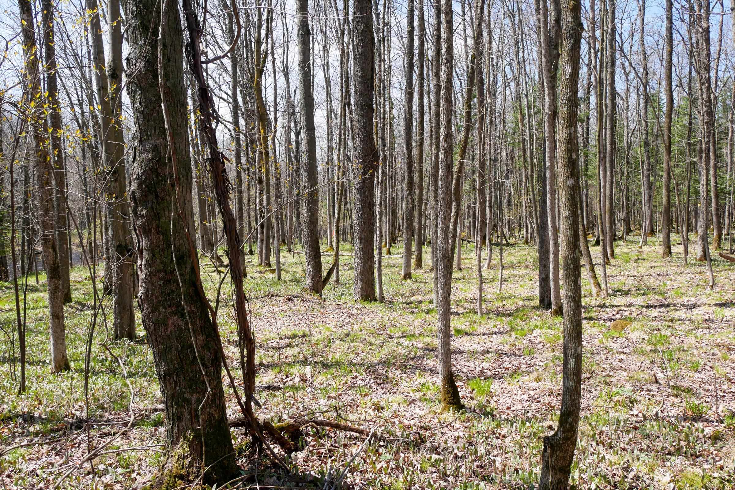 W15997 POLLEY LANE, Gilman, Wisconsin 54433, ,Land,For Sale,W15997 POLLEY LANE,22401689