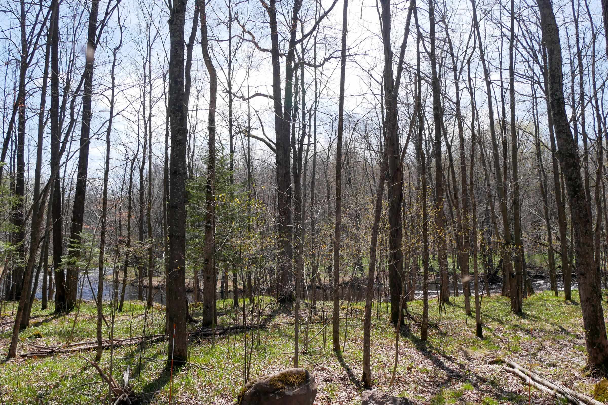 W15997 POLLEY LANE, Gilman, Wisconsin 54433, ,Land,For Sale,W15997 POLLEY LANE,22401689