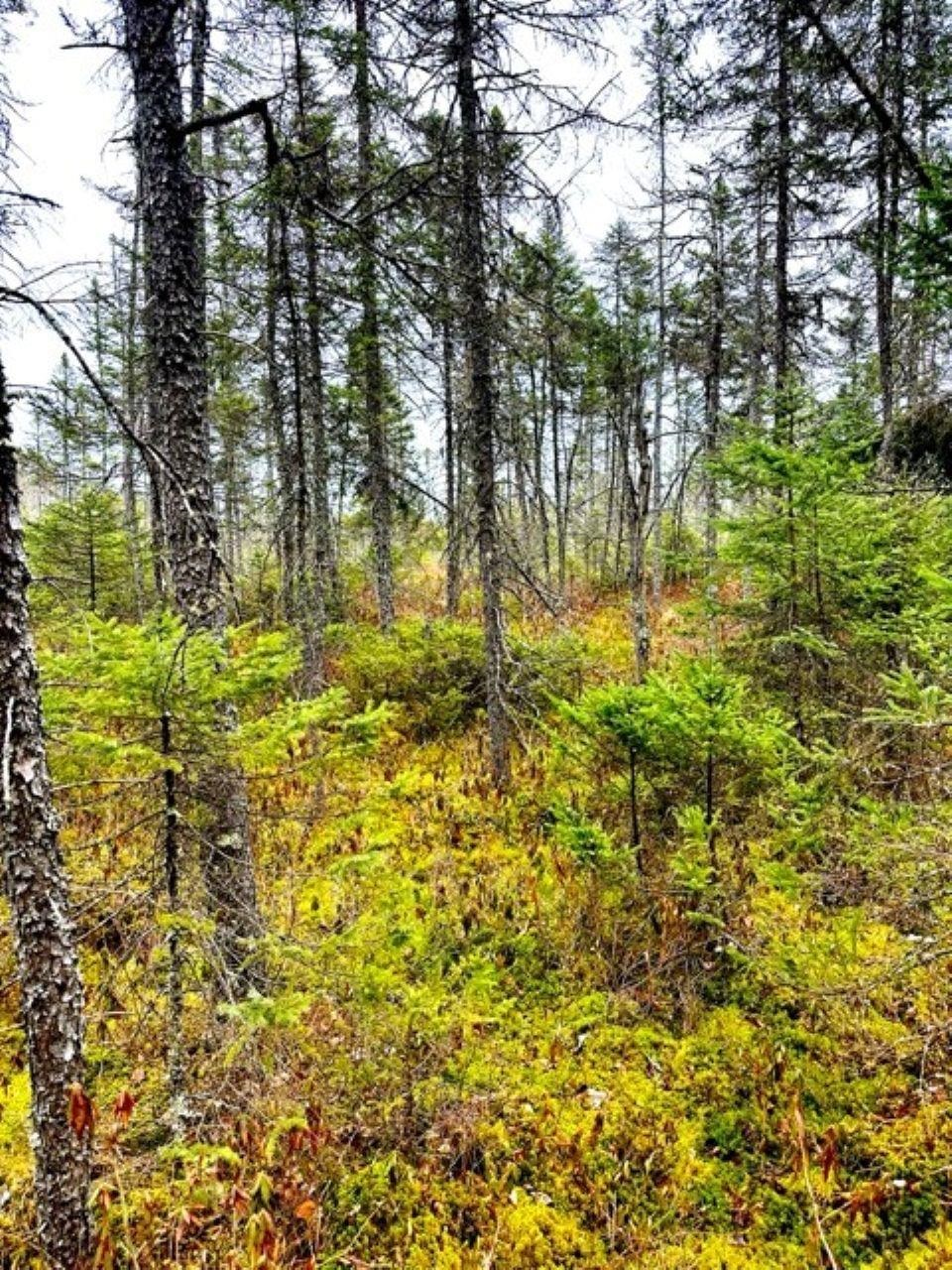 NO NAME ROAD, Phillips, Wisconsin 54555, ,Land,For Sale,NO NAME ROAD,22401702