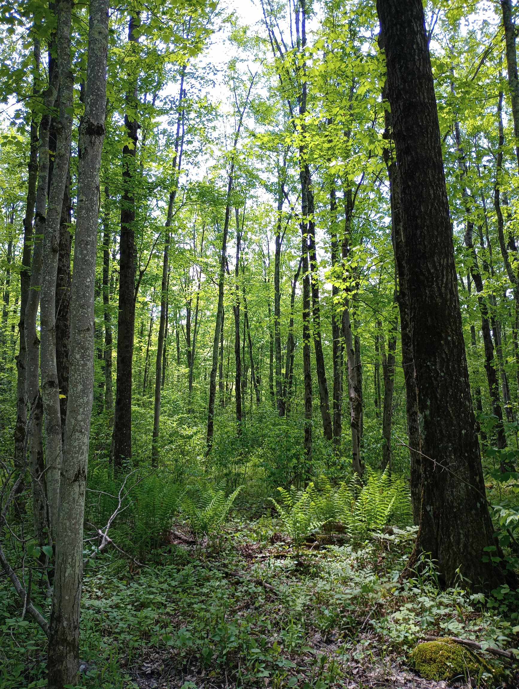 10 acres BRIDGE LANE, Glen Flora, Wisconsin 54526, ,Land,For Sale,10 acres BRIDGE LANE,22402145