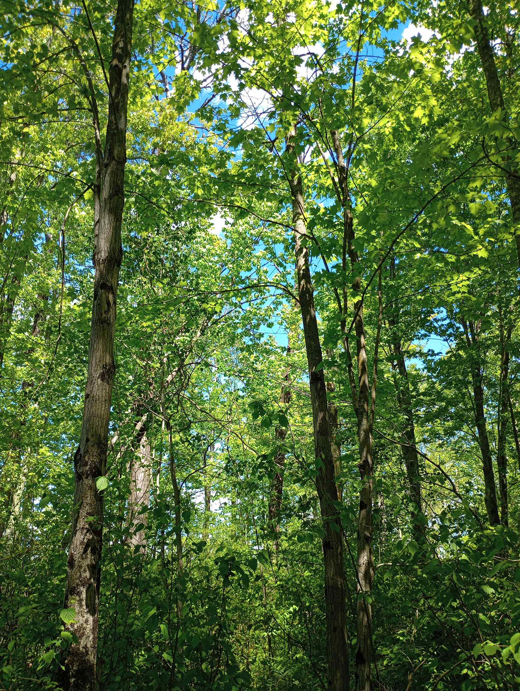 10 acres BRIDGE LANE, Glen Flora, Wisconsin 54526, ,Land,For Sale,10 acres BRIDGE LANE,22402145