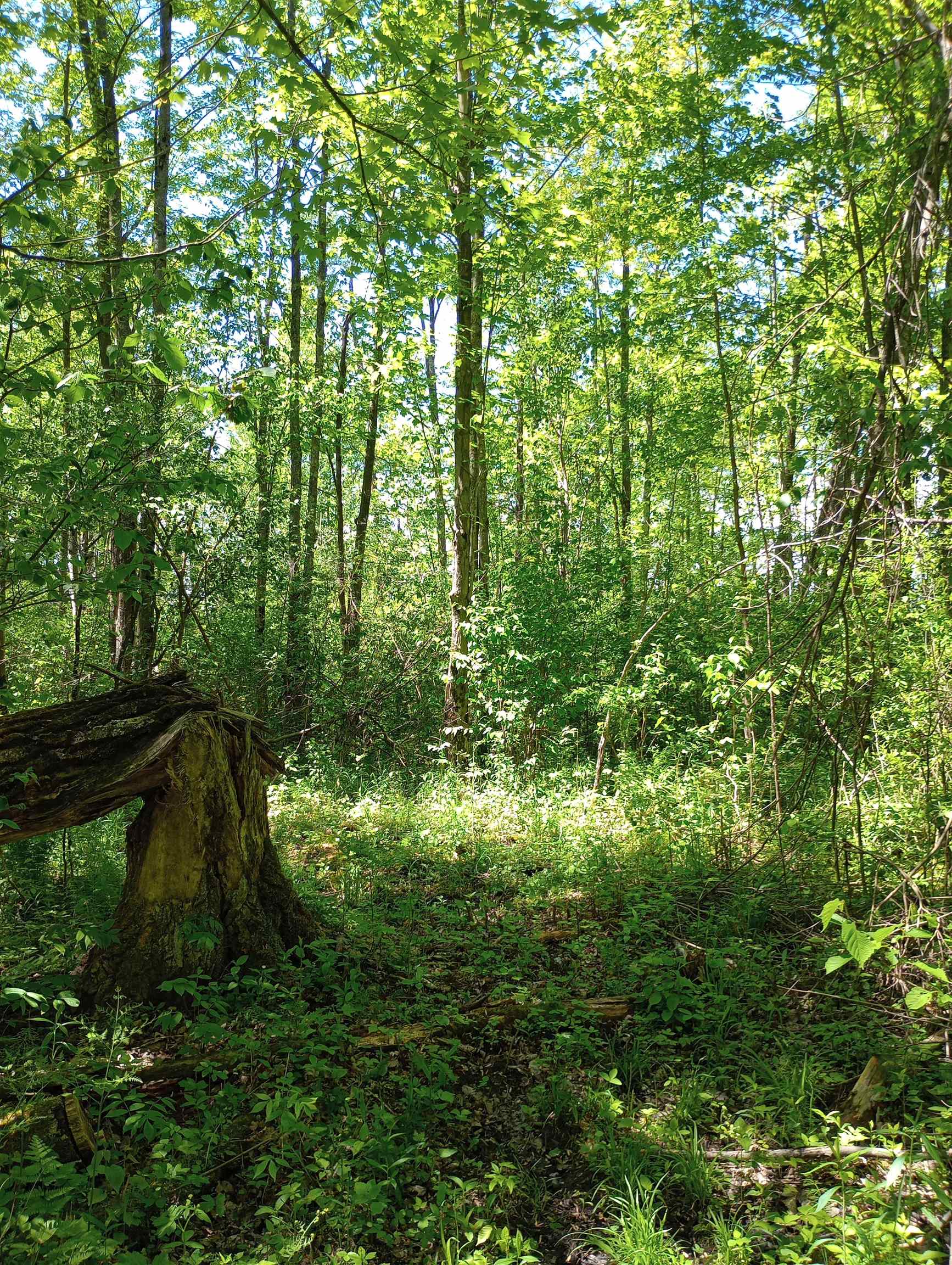 10 acres BRIDGE LANE, Glen Flora, Wisconsin 54526, ,Land,For Sale,10 acres BRIDGE LANE,22402145