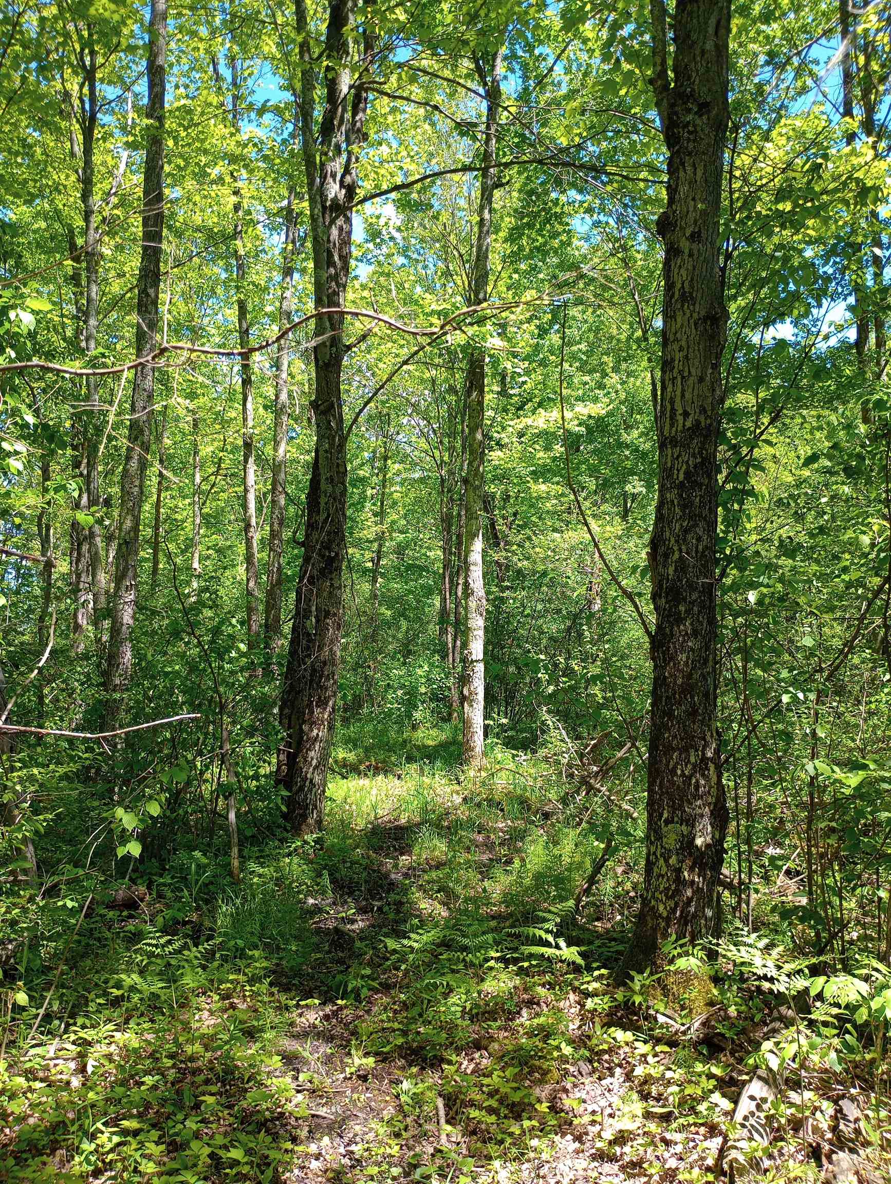 10 acres BRIDGE LANE, Glen Flora, Wisconsin 54526, ,Land,For Sale,10 acres BRIDGE LANE,22402145
