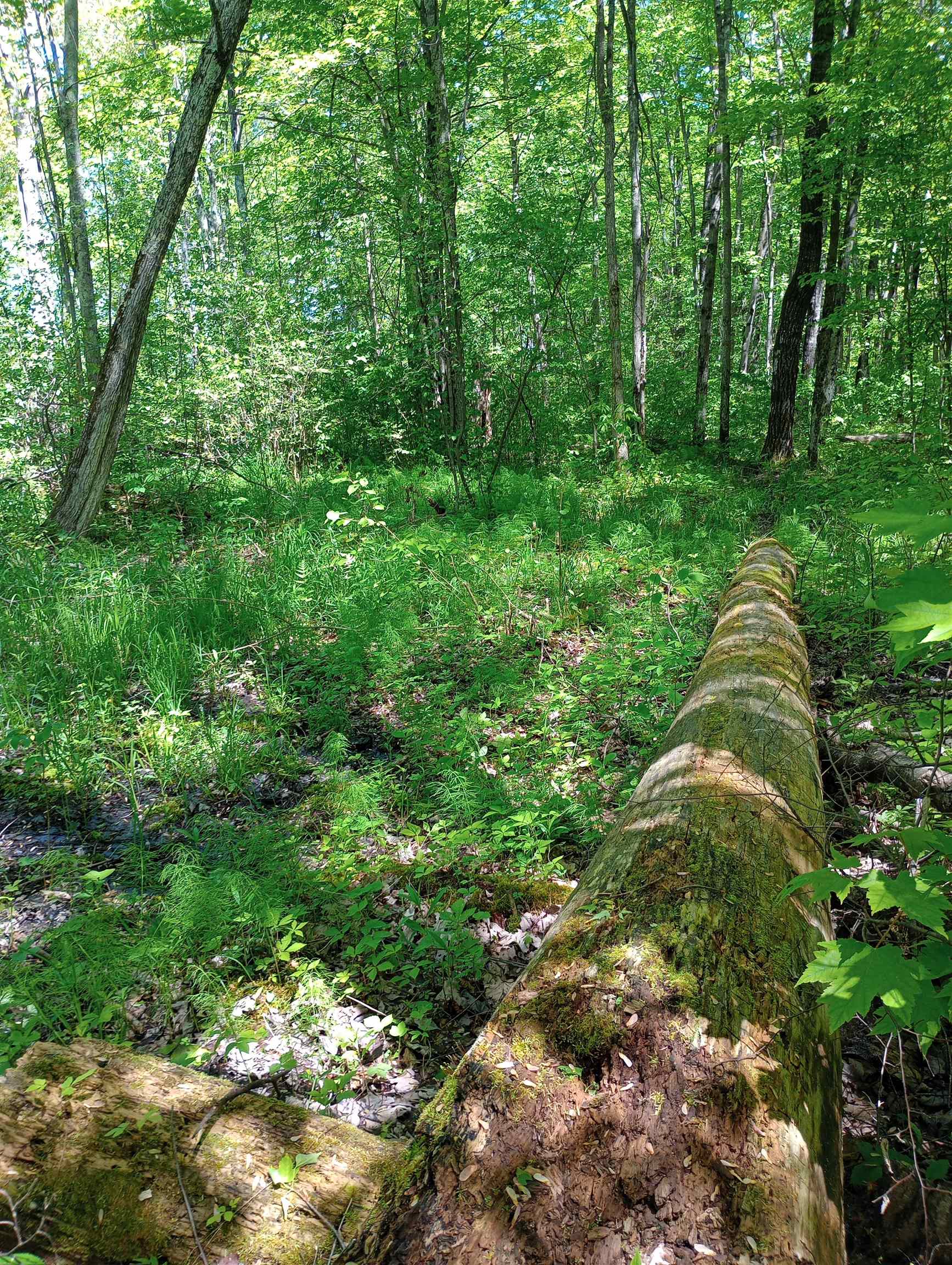 10 acres BRIDGE LANE, Glen Flora, Wisconsin 54526, ,Land,For Sale,10 acres BRIDGE LANE,22402145