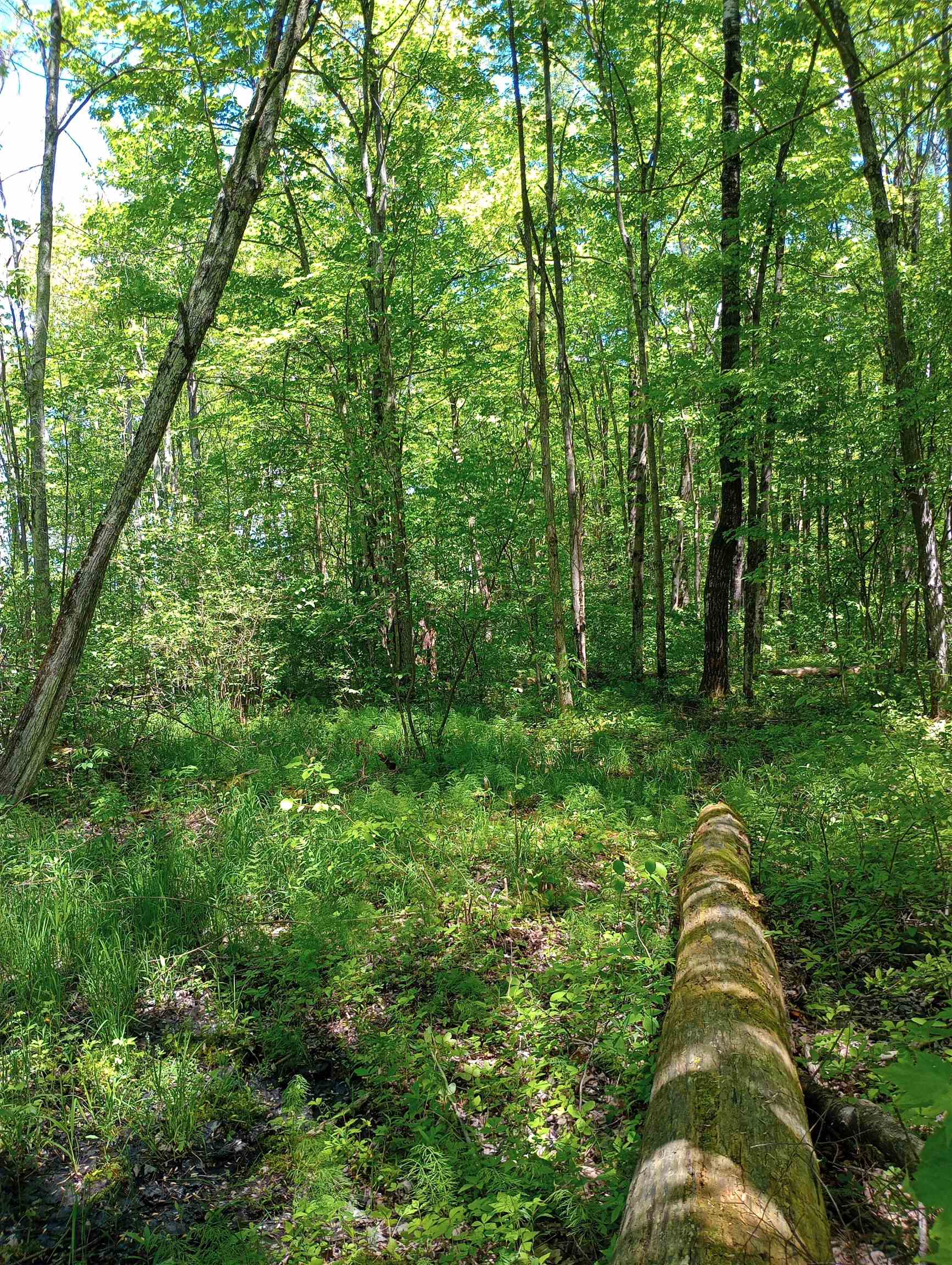 10 acres BRIDGE LANE, Glen Flora, Wisconsin 54526, ,Land,For Sale,10 acres BRIDGE LANE,22402145